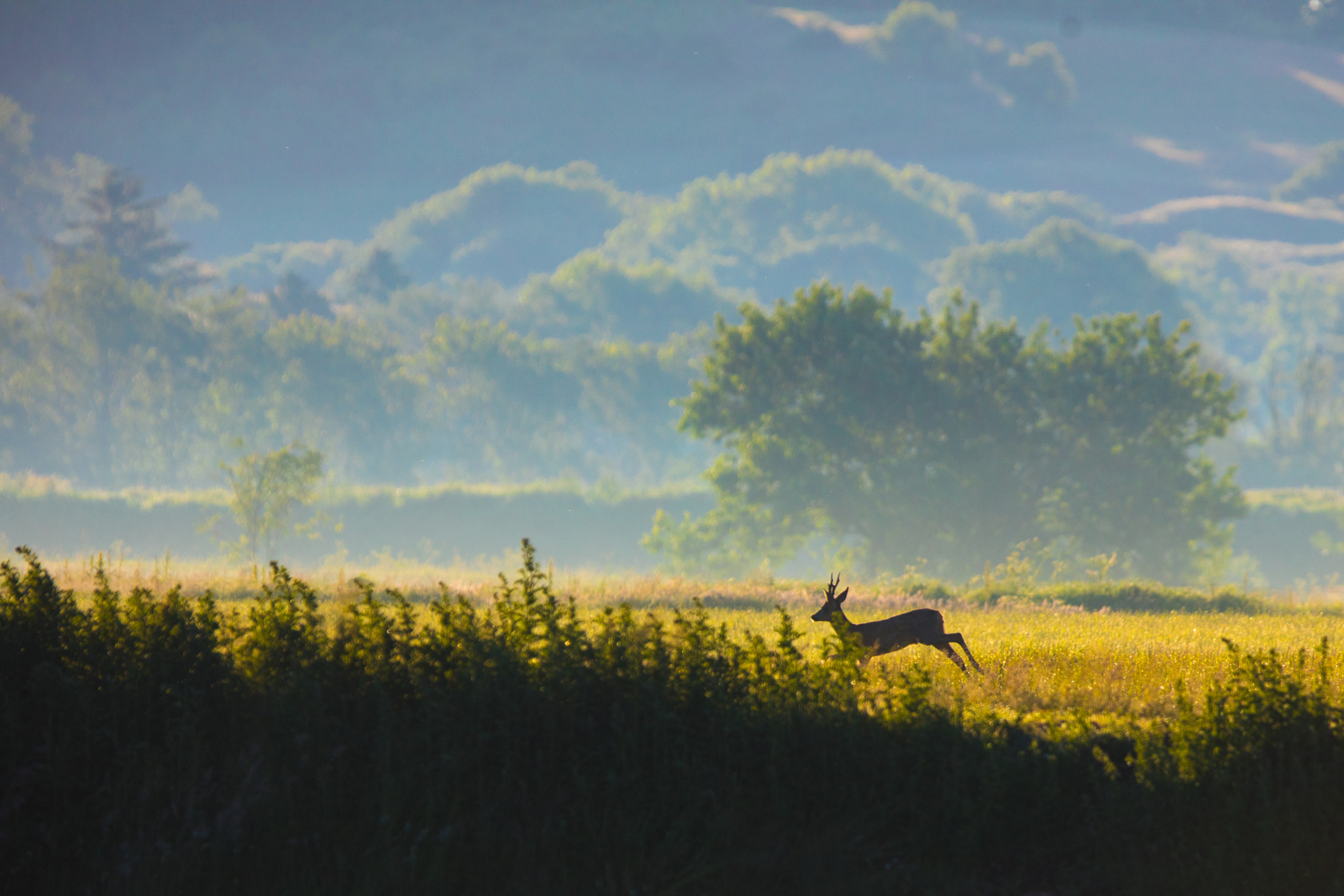 Canon EF 300mm F2.8L IS USM sample photo. Denmark "lille vildmose" photography