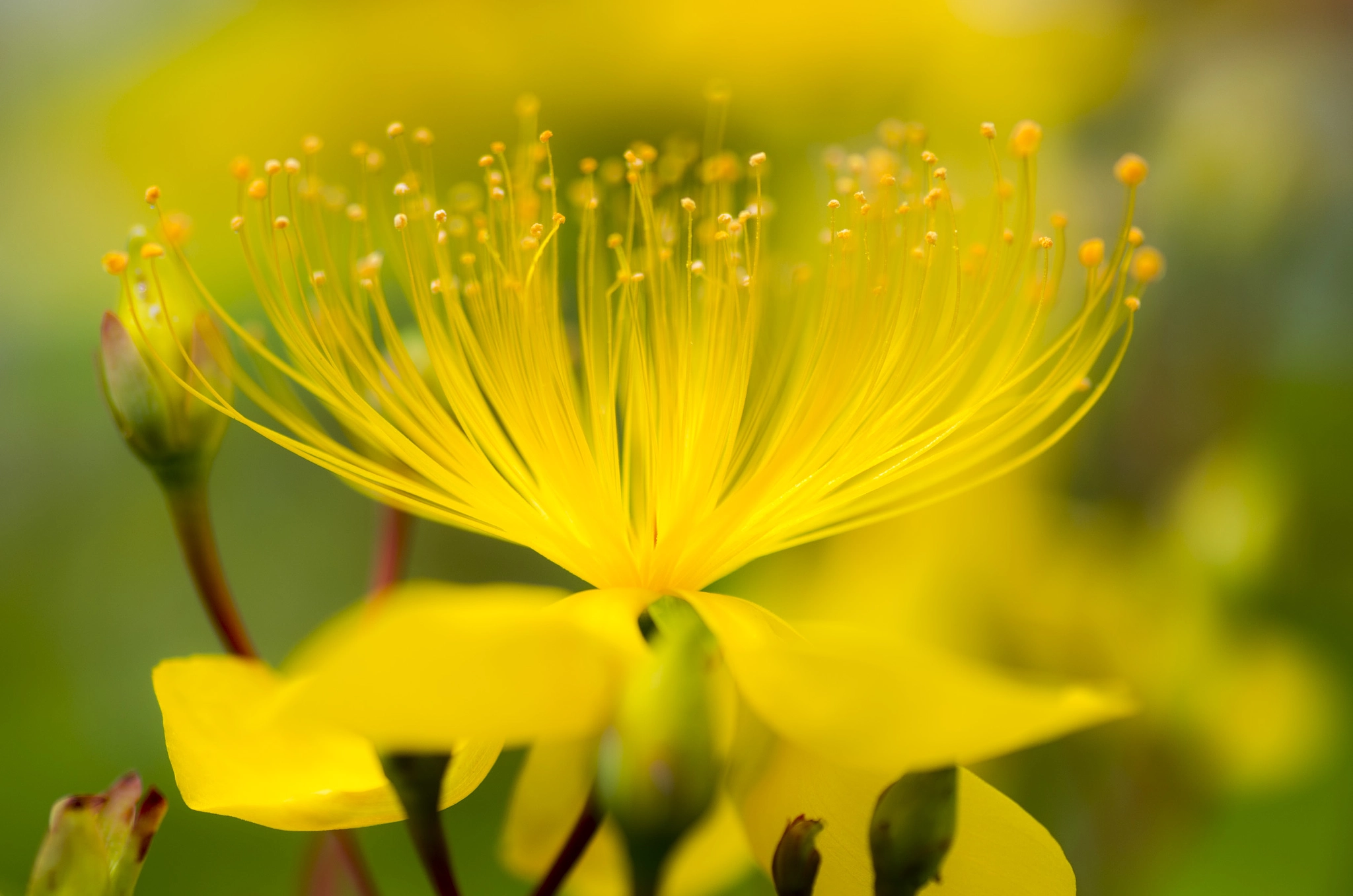 Tamron SP AF 90mm F2.8 Di Macro sample photo. Flower photography