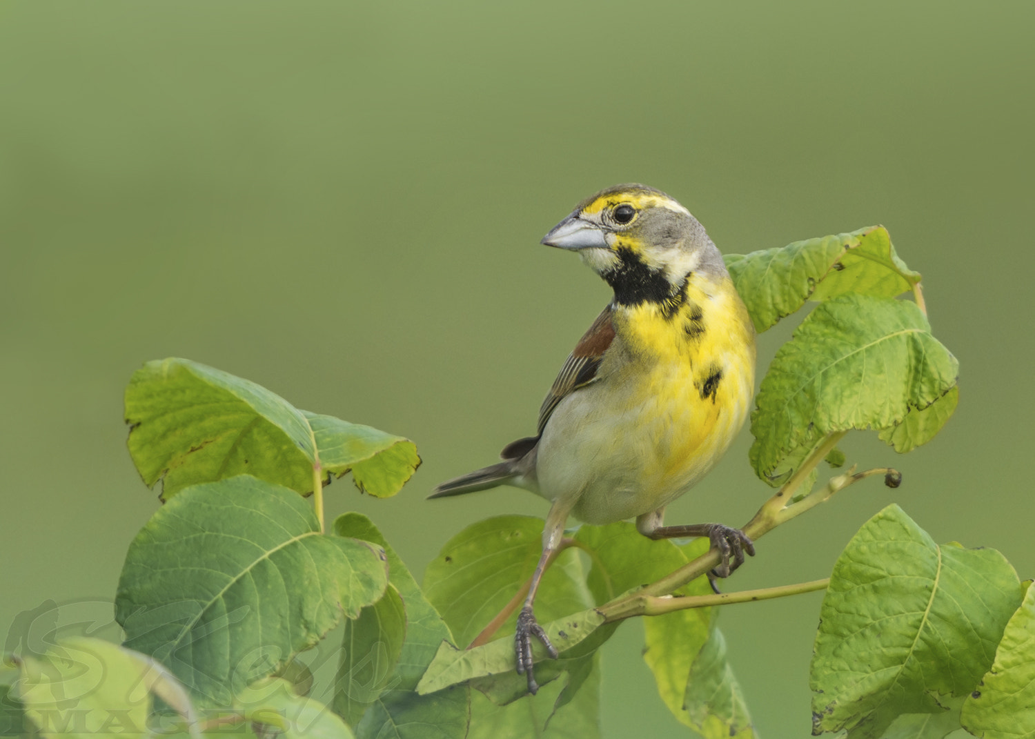 Nikon D7200 + Sigma 500mm F4.5 EX DG HSM sample photo. Rare friend (dickcissel) photography