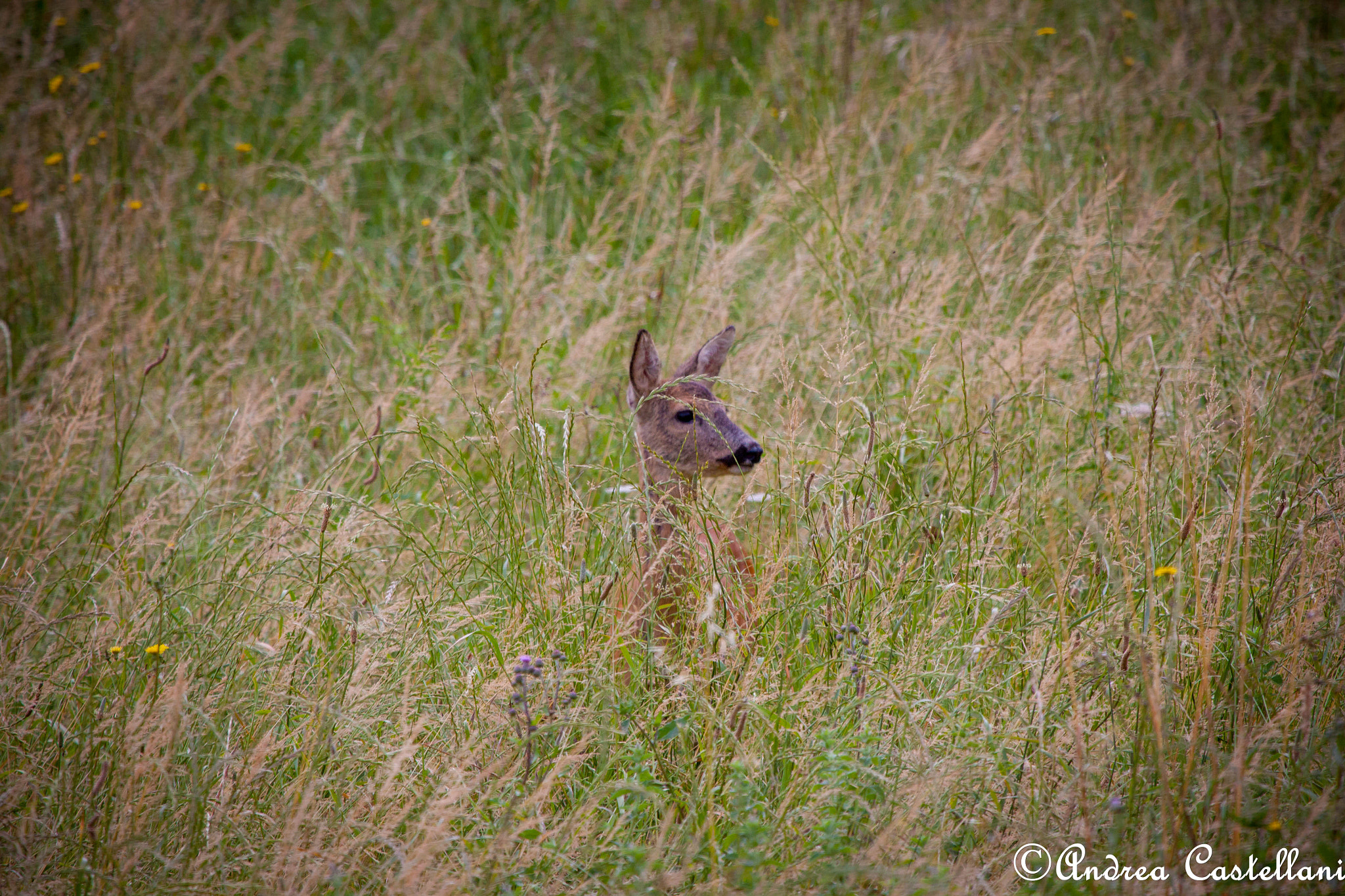 Canon EOS 500D (EOS Rebel T1i / EOS Kiss X3) + Canon EF 100-400mm F4.5-5.6L IS USM sample photo. Roe deer - capriolo photography