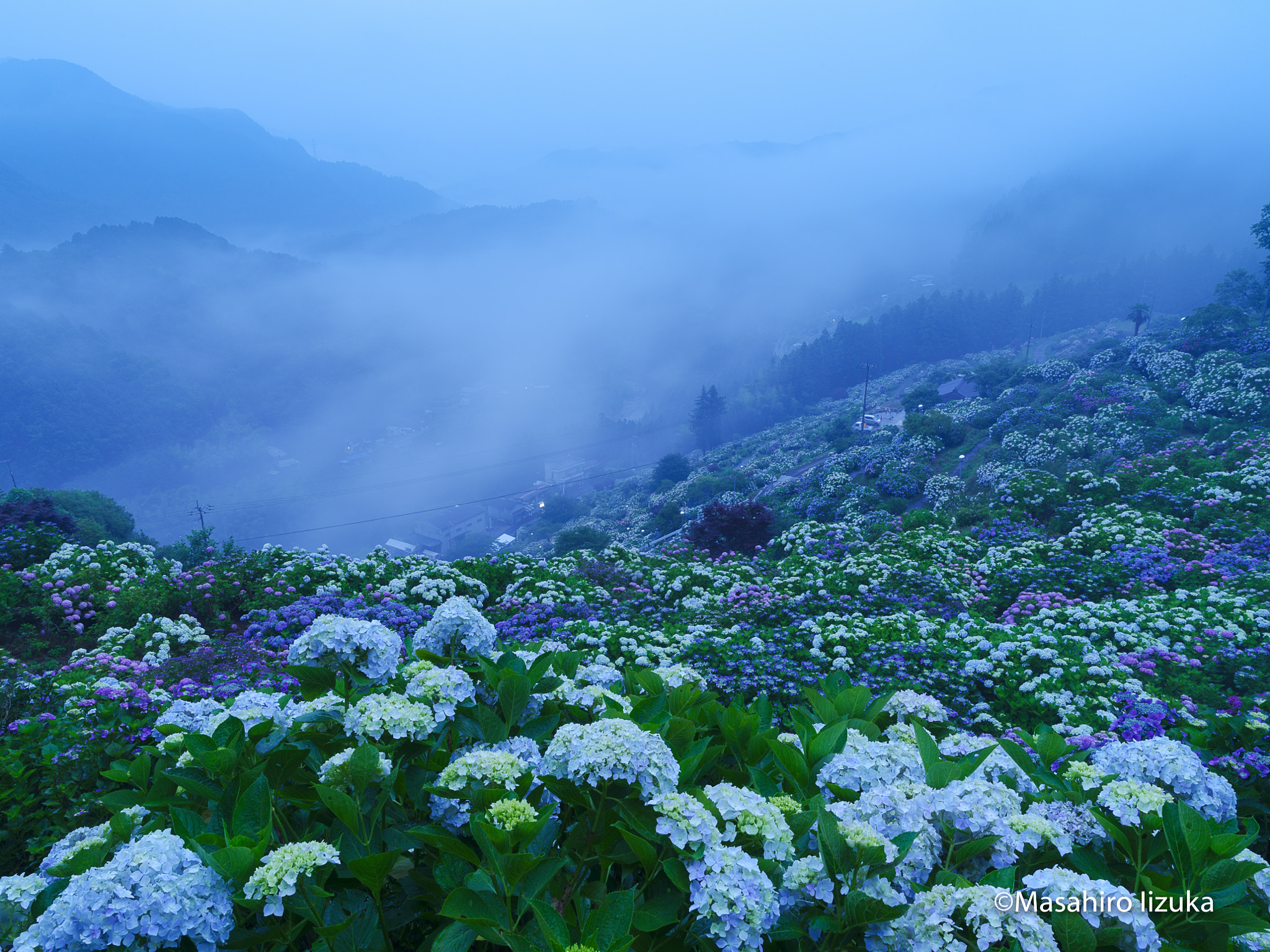 Pentax 645Z sample photo. Gregariousness of hydrangea in the fog photography