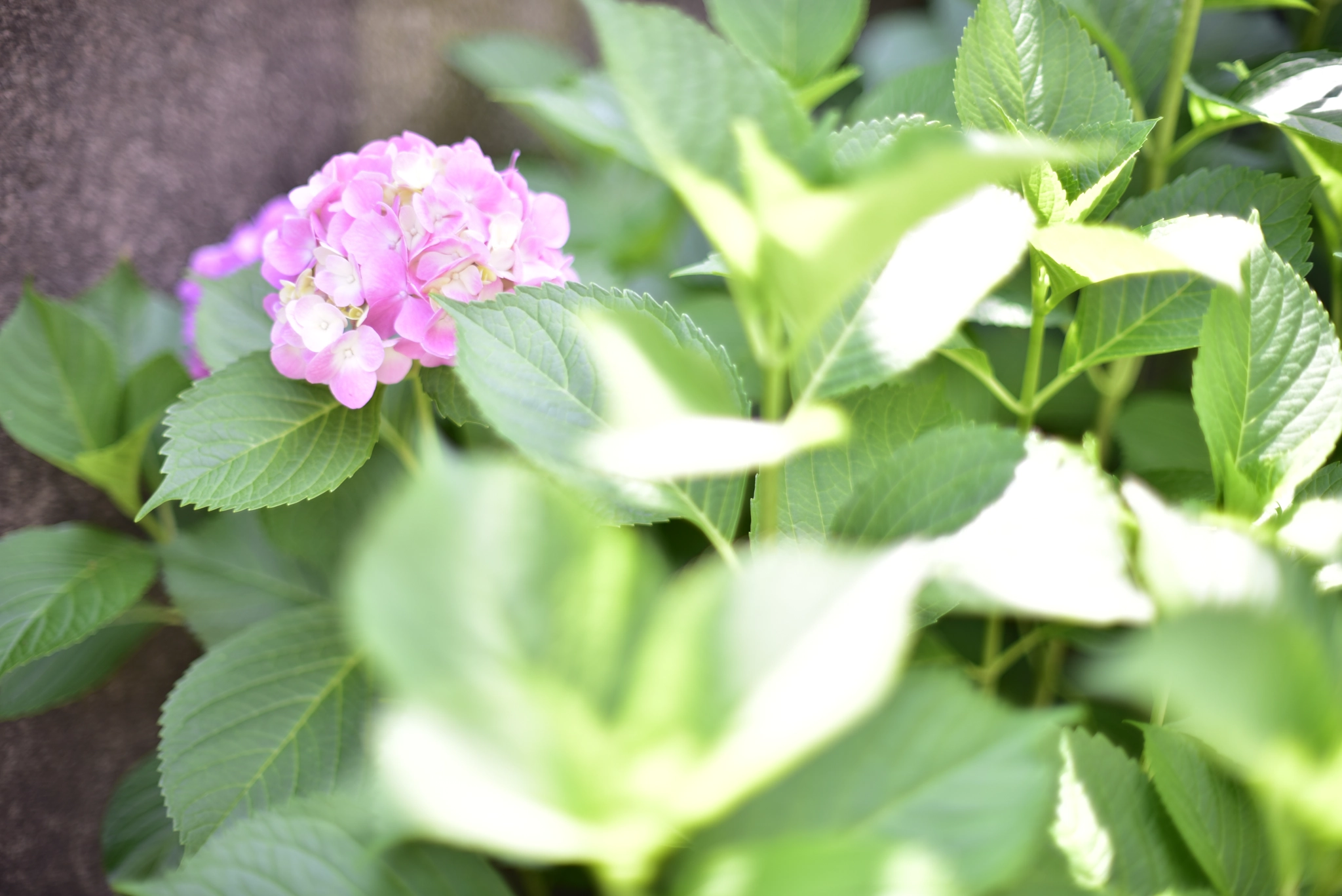 Nikon D810 + Manual Lens No CPU sample photo. Flowers shining in the summer of light photography