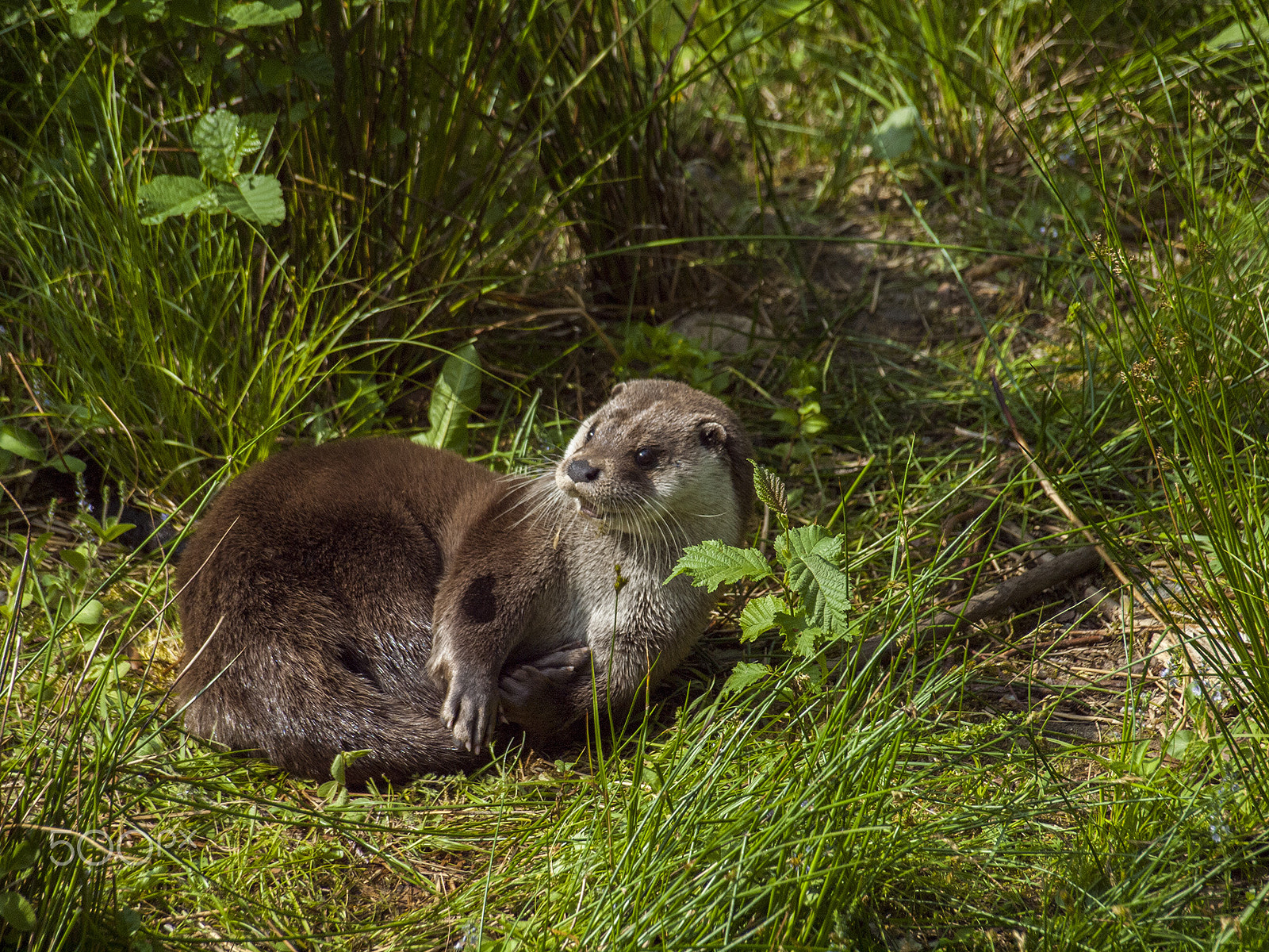 Olympus Zuiko Digital ED 40-150mm F4.0-5.6 sample photo. Young otter photography