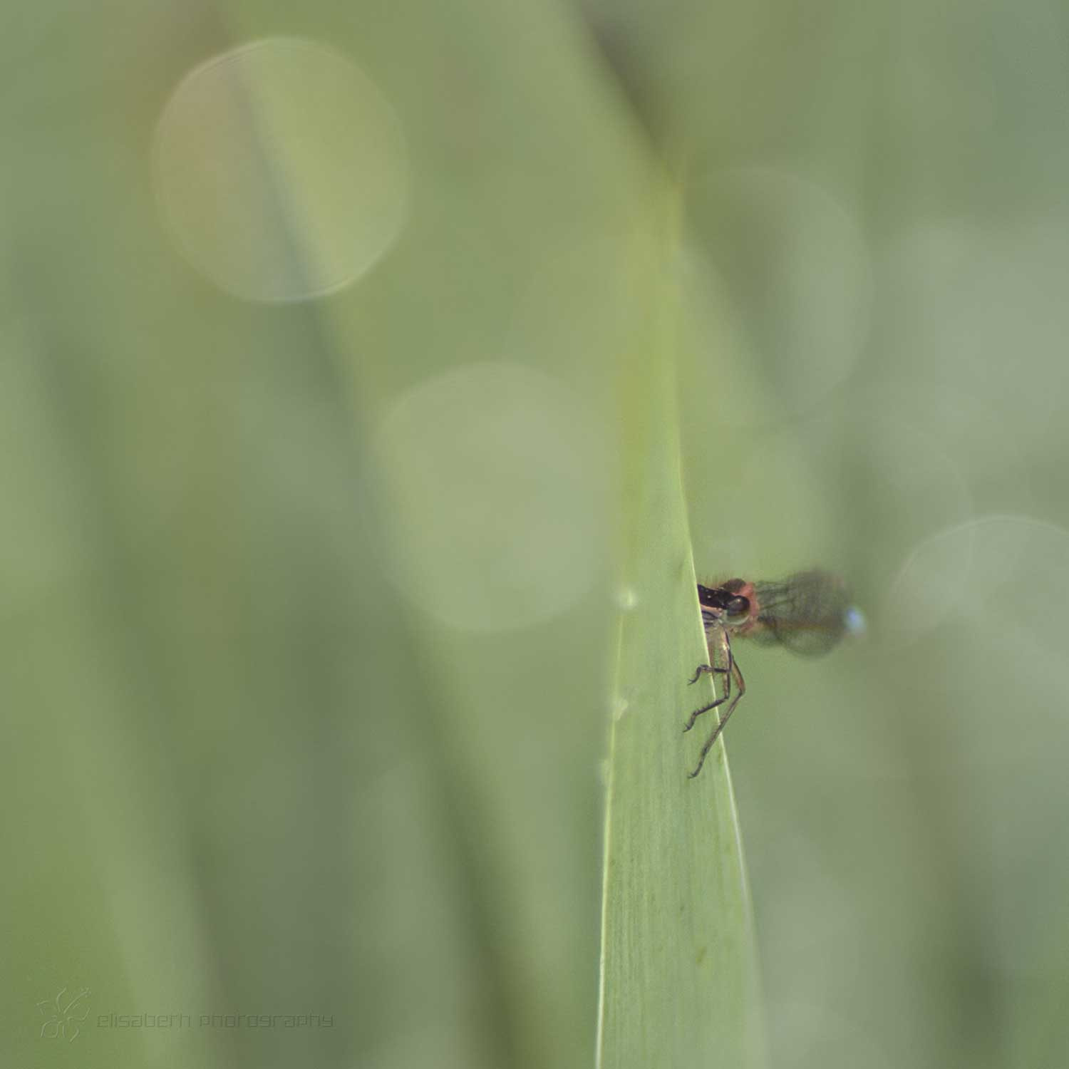 Nikon D300S sample photo. Damselfly photography
