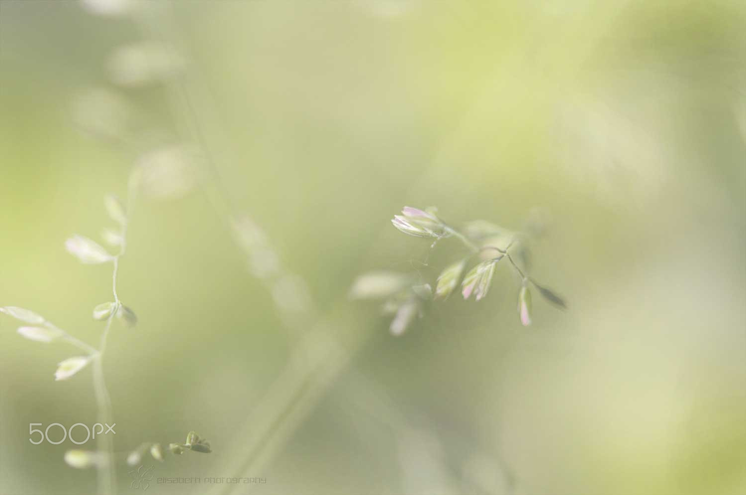Nikon AF-S Micro-Nikkor 60mm F2.8G ED sample photo. Money won't create success, the freedom to make it will. photography