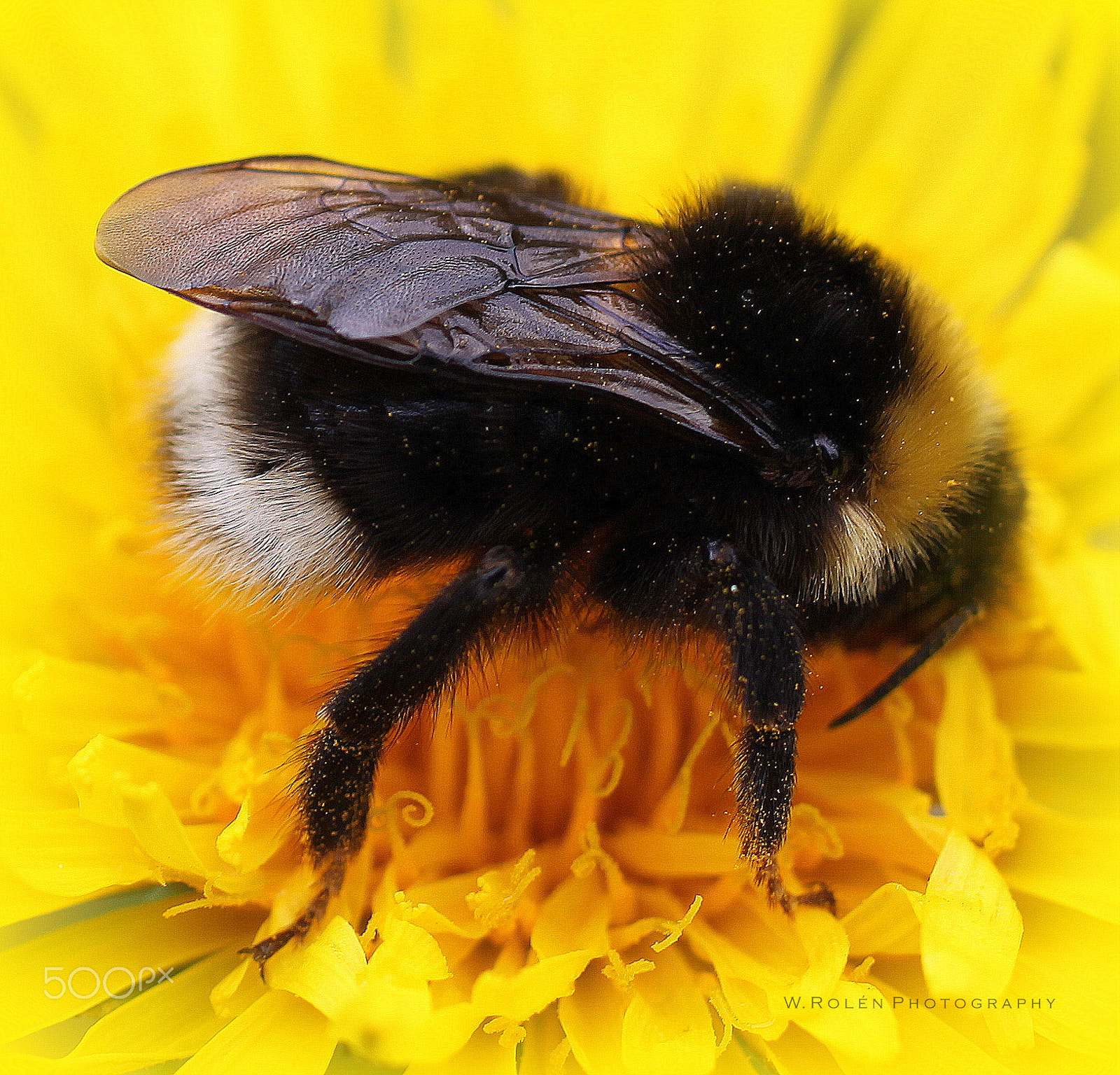 Canon EF 50mm F2.5 Macro sample photo. Humle photography