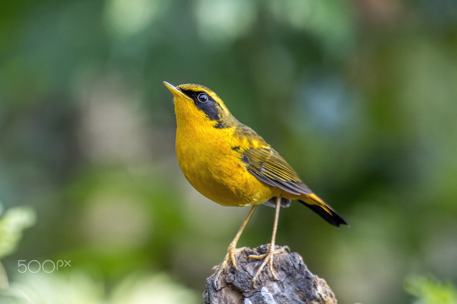 Nikon AF-S Nikkor 400mm F2.8G ED VR II sample photo. Golden bush robin photography