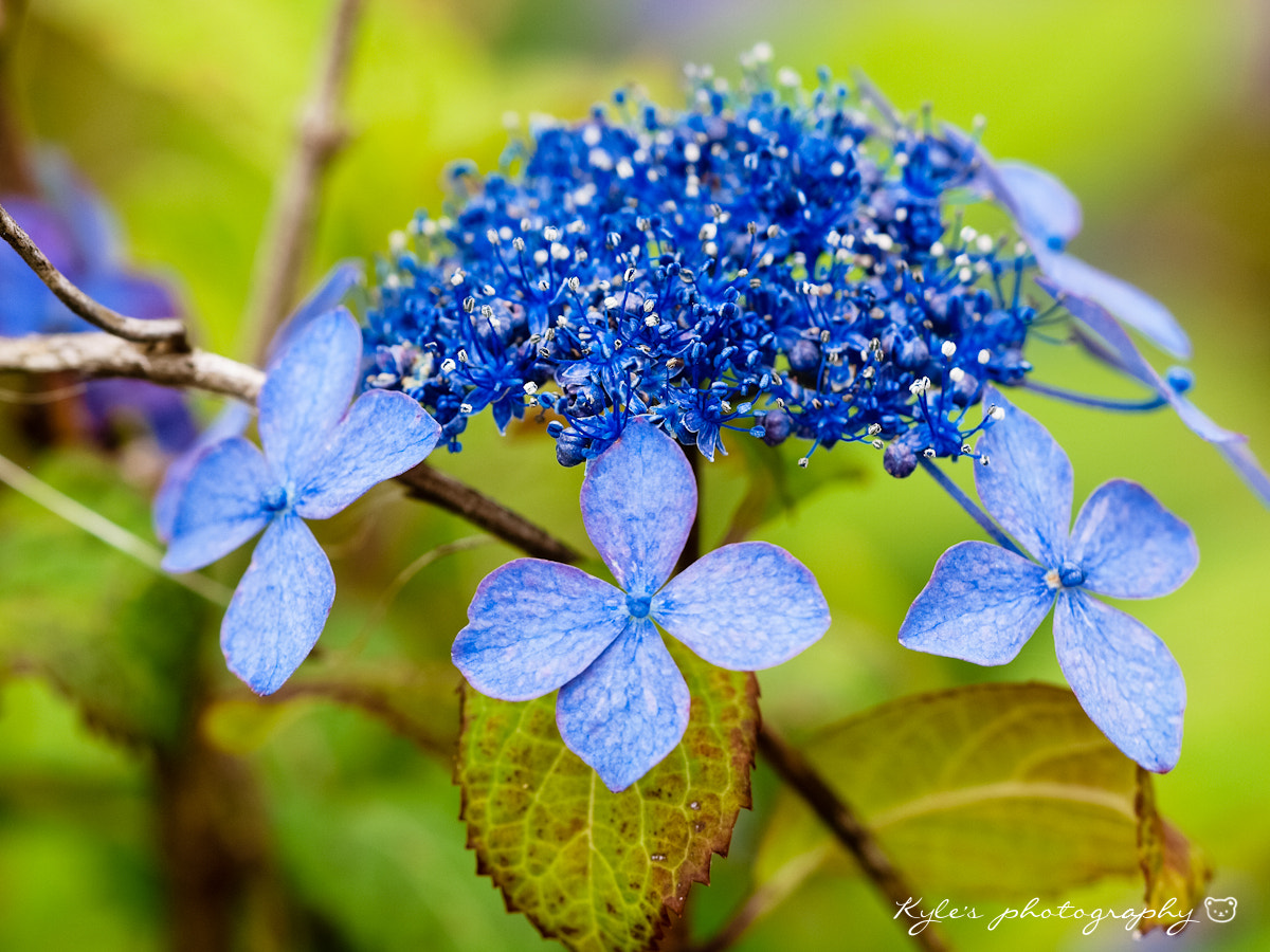 Olympus E-30 + Sigma 150mm F2.8 EX DG Macro HSM sample photo. 紫陽花 photography