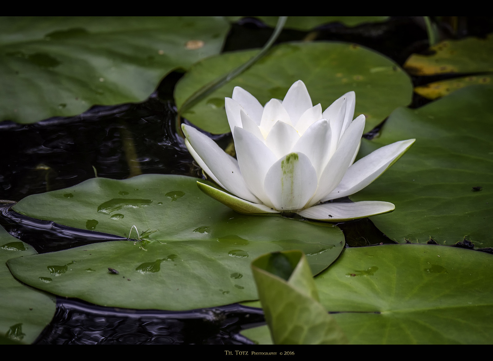 LUMIX G VARIO 45-150/F4.0-5.6 sample photo. Water lilly photography