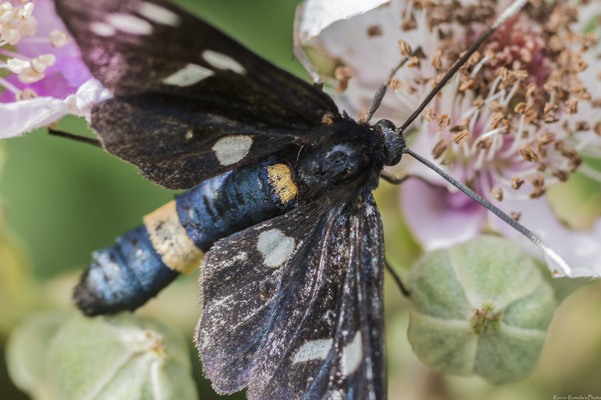 Canon EOS M + Tamron SP AF 90mm F2.8 Di Macro sample photo. Theblackbutterfly photography