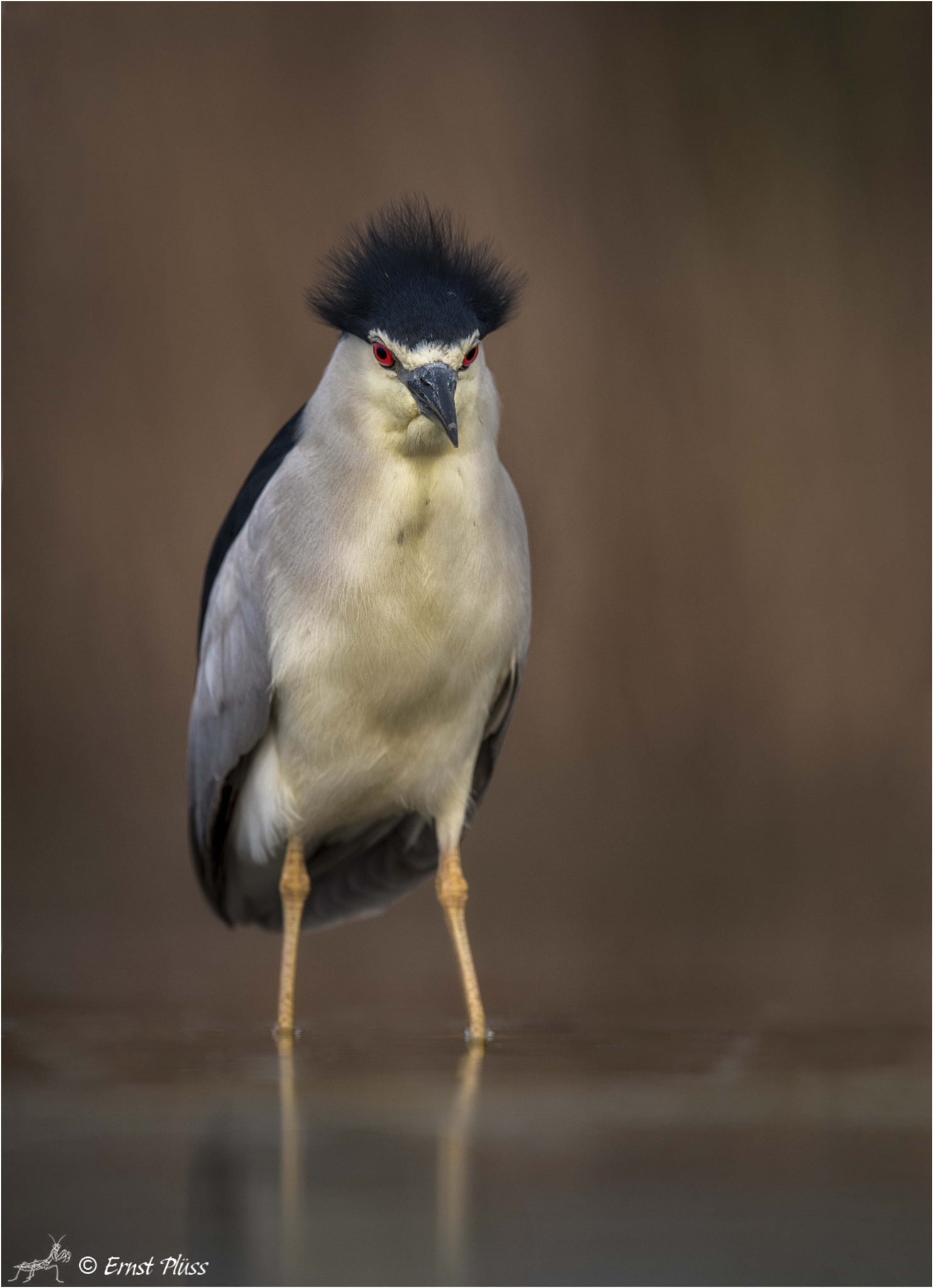 Nikon AF-S Nikkor 600mm F4E FL ED VR sample photo. Breezy... photography