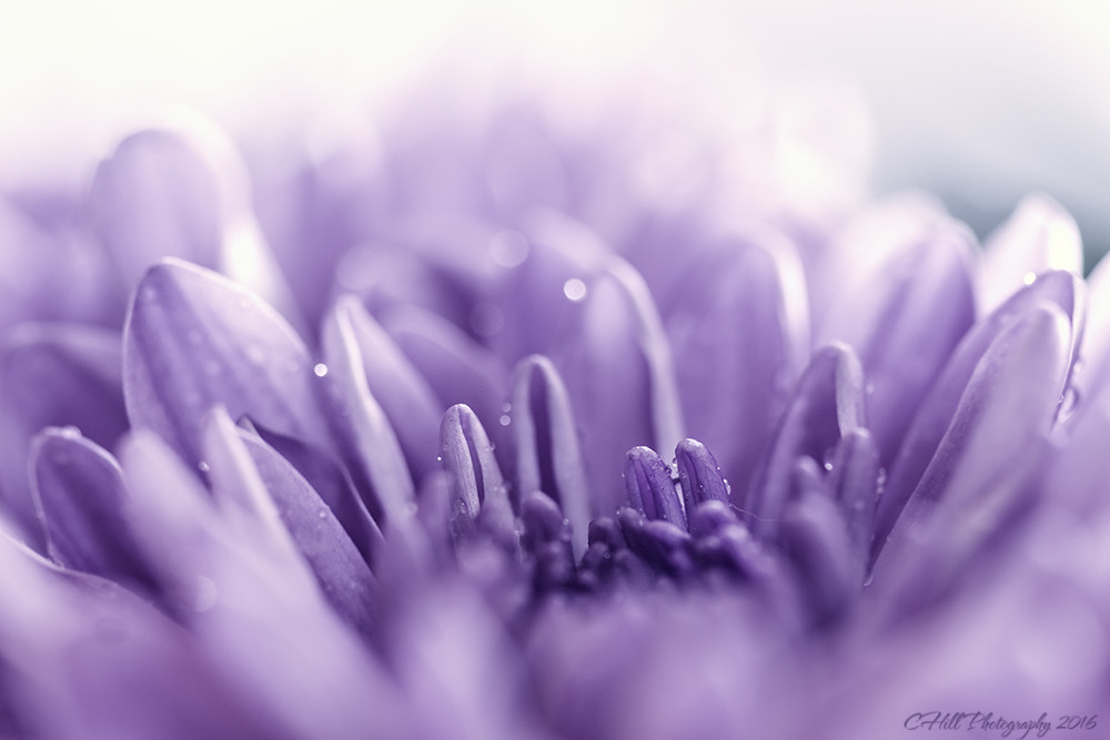 Canon EF 100mm F2.8 Macro USM sample photo. Purple dream photography