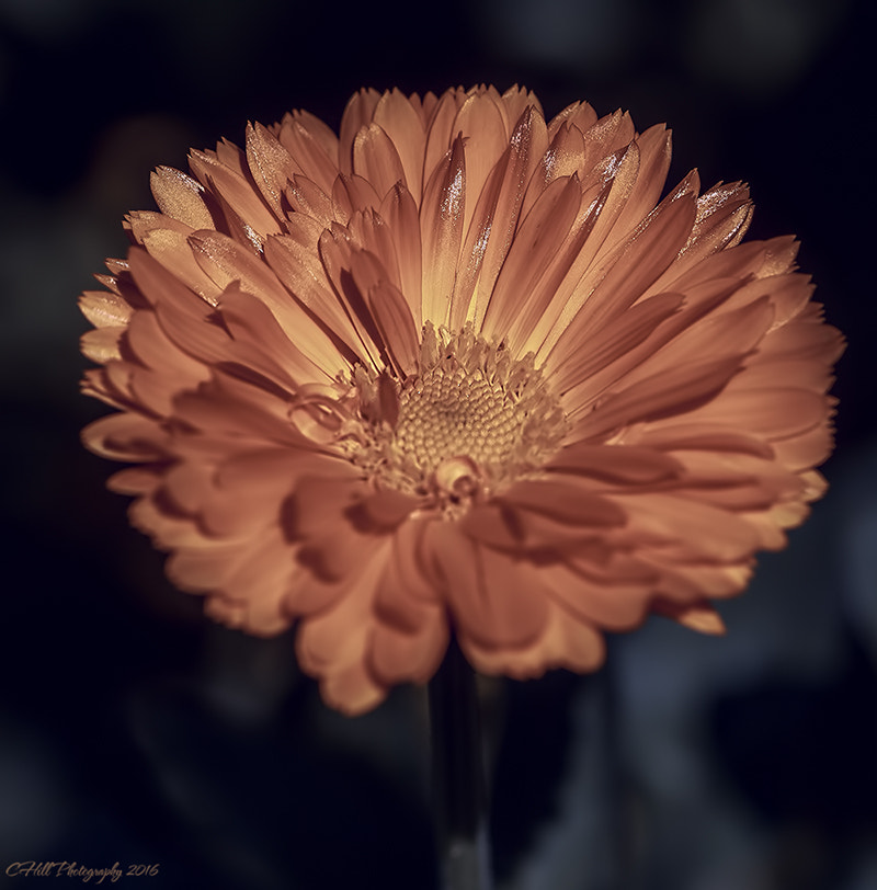 Canon EF 100mm F2.8 Macro USM sample photo. Orange photography