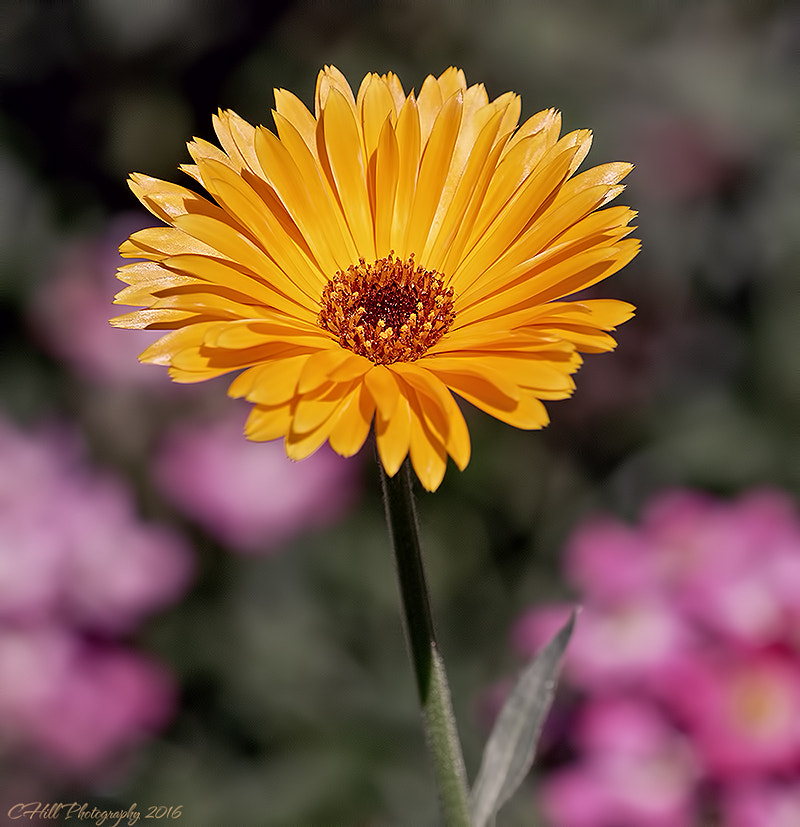 Canon EF 100mm F2.8 Macro USM sample photo. Little orange photography
