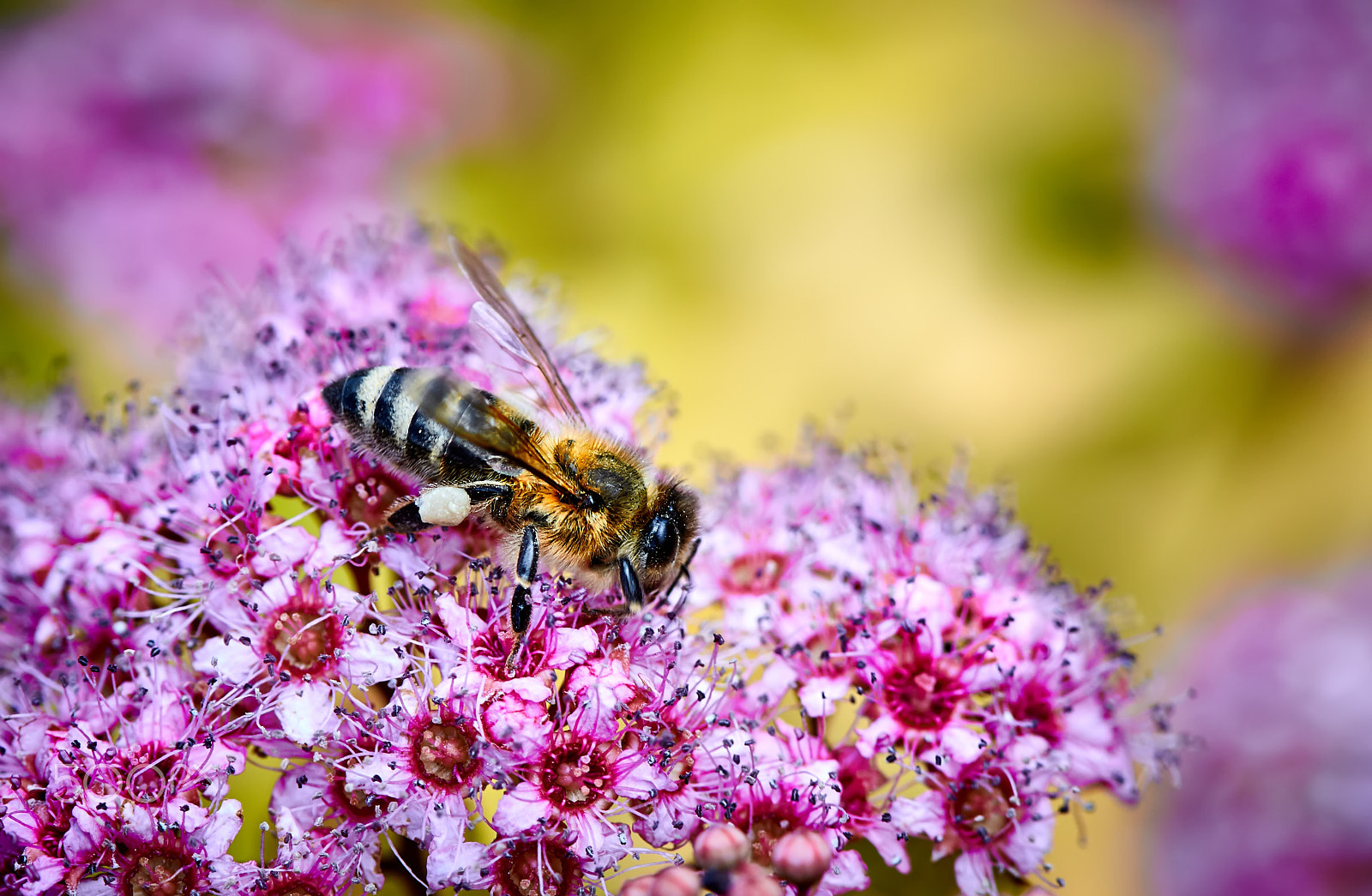 Canon EOS 50D + Canon EF 100mm F2.8 Macro USM sample photo. Honey bee collects flower nectar photography