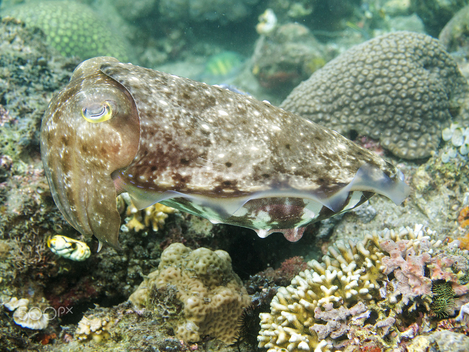 Olympus OM-D E-M5 + Panasonic Leica DG Macro-Elmarit 45mm F2.8 ASPH OIS sample photo. Giant reef cuttlefish photography
