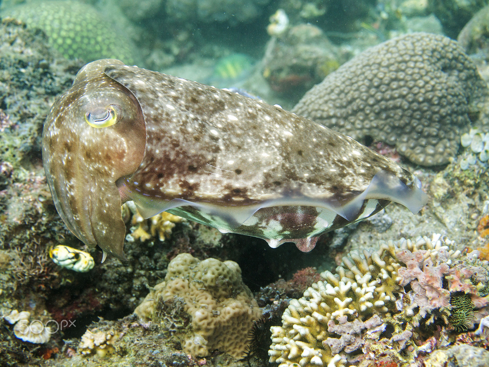 Panasonic Leica DG Macro-Elmarit 45mm F2.8 ASPH OIS sample photo. Giant reef cuttlefish photography