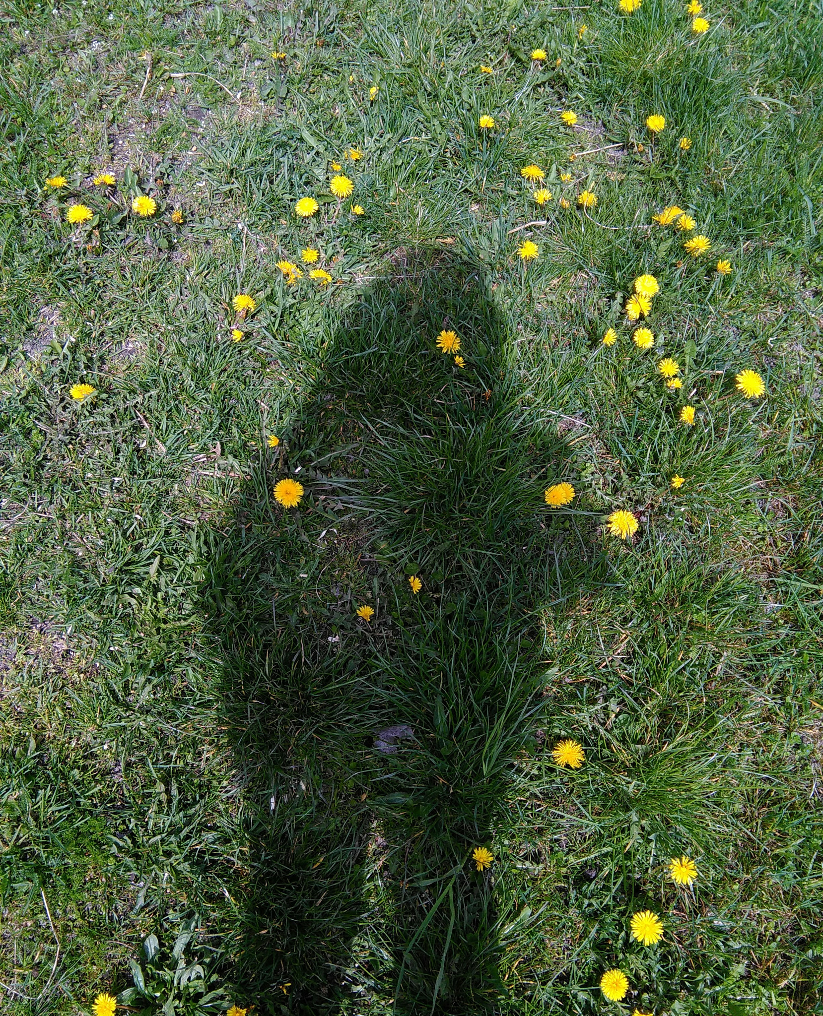 HUAWEI G620S-L01 sample photo. Shadow girl photography