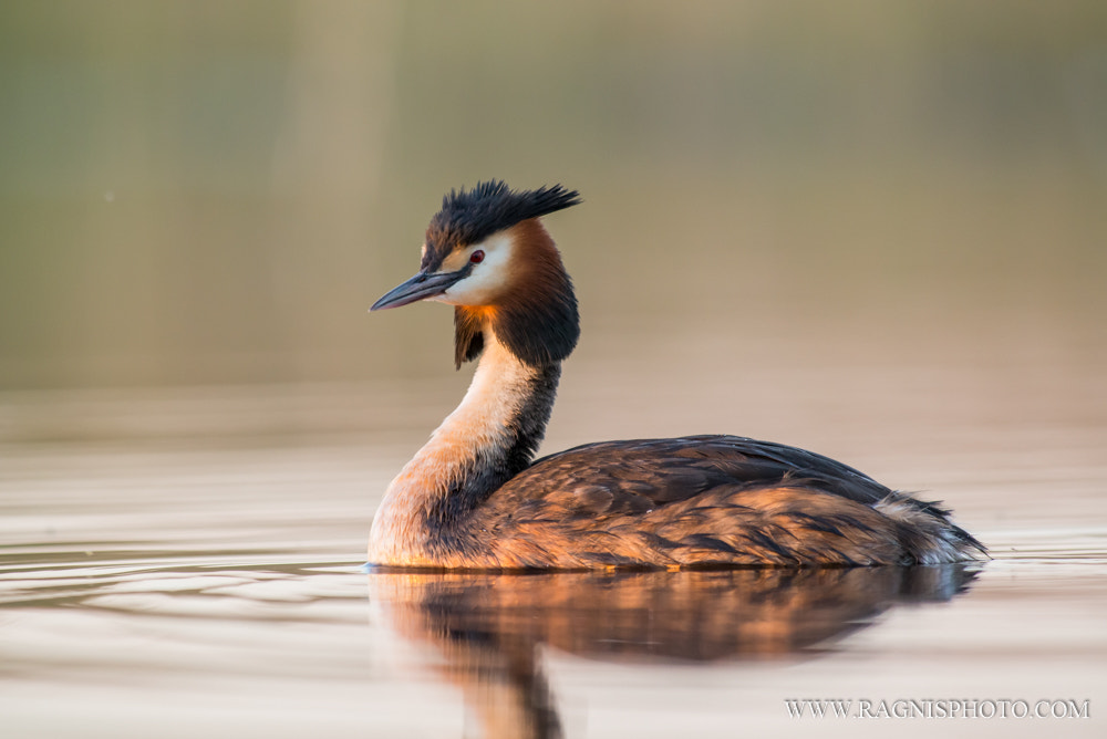Nikon AF-S Nikkor 300mm F2.8G ED VR II sample photo. Great crested grebe photography