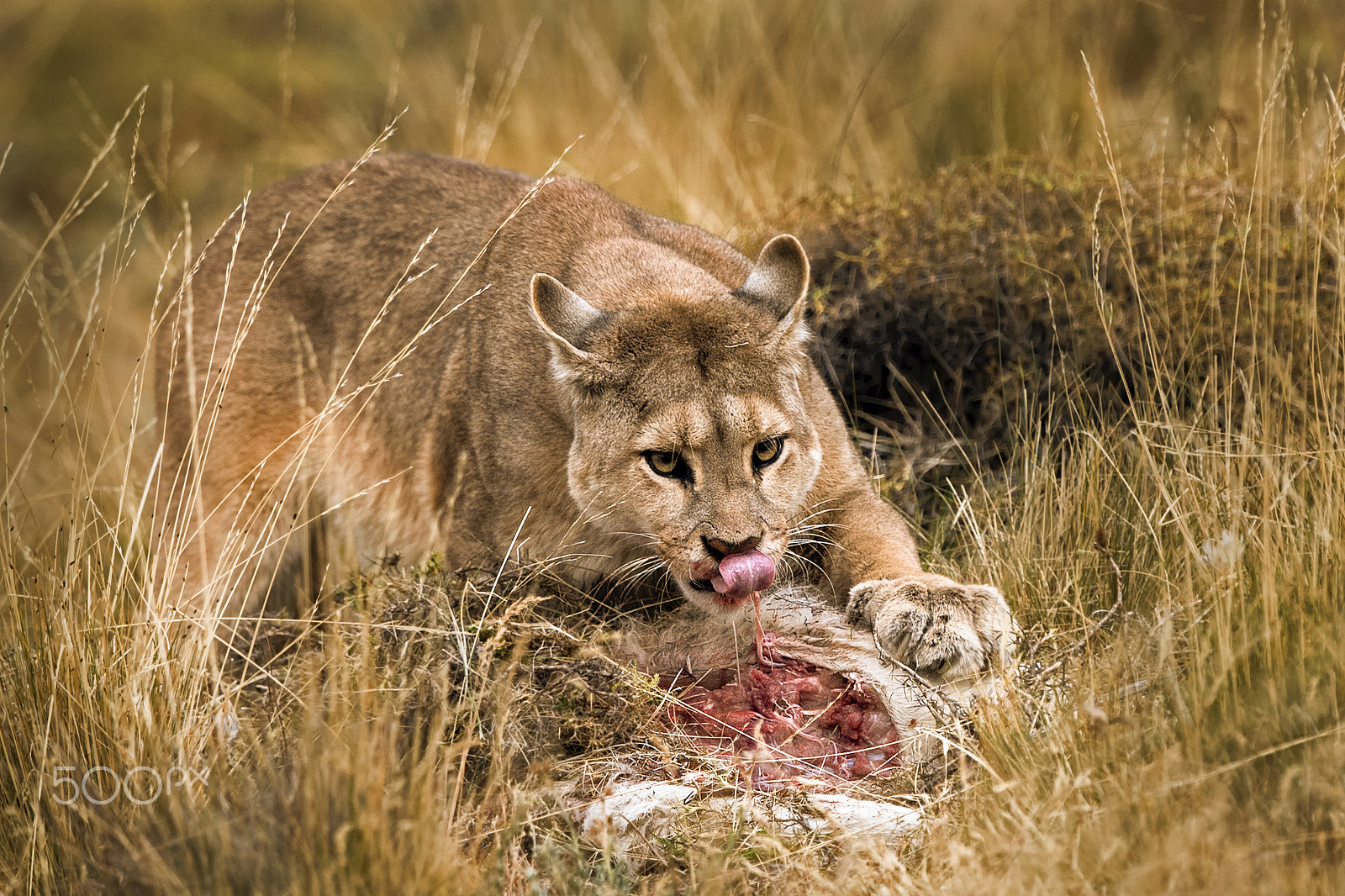 Nikon D5 + Nikon AF-S Nikkor 500mm F4G ED VR sample photo. Puma at torres del paine eating a kill photography