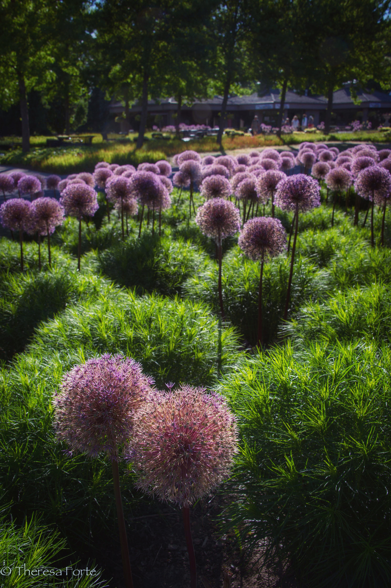 Nikon Df sample photo. Alliums seem to float in the sunlight - niagara parks botanical garden photography