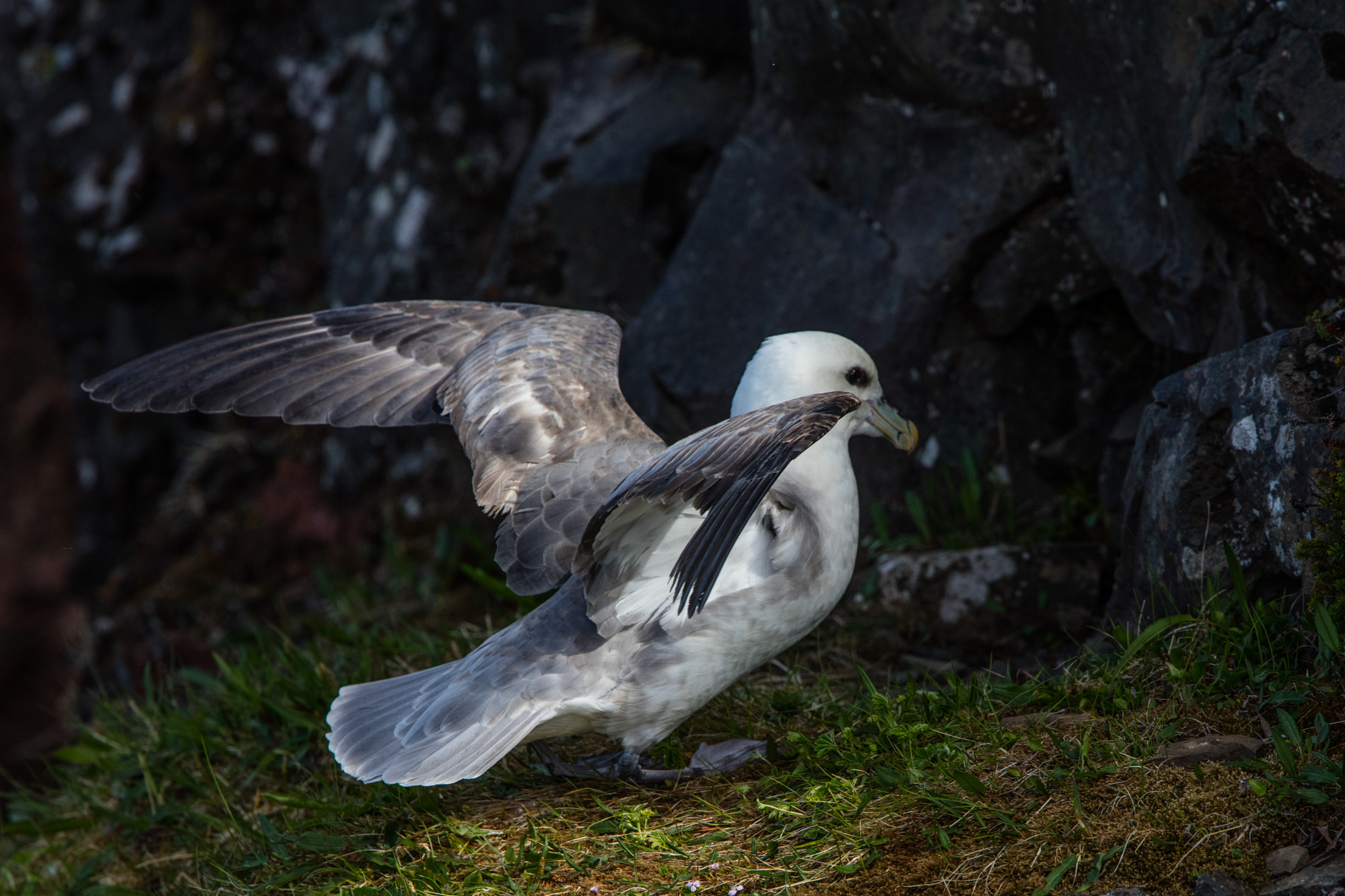 Canon EOS 5DS R + Canon EF 300mm F2.8L IS II USM sample photo. Isalnd geglücktelandung photography