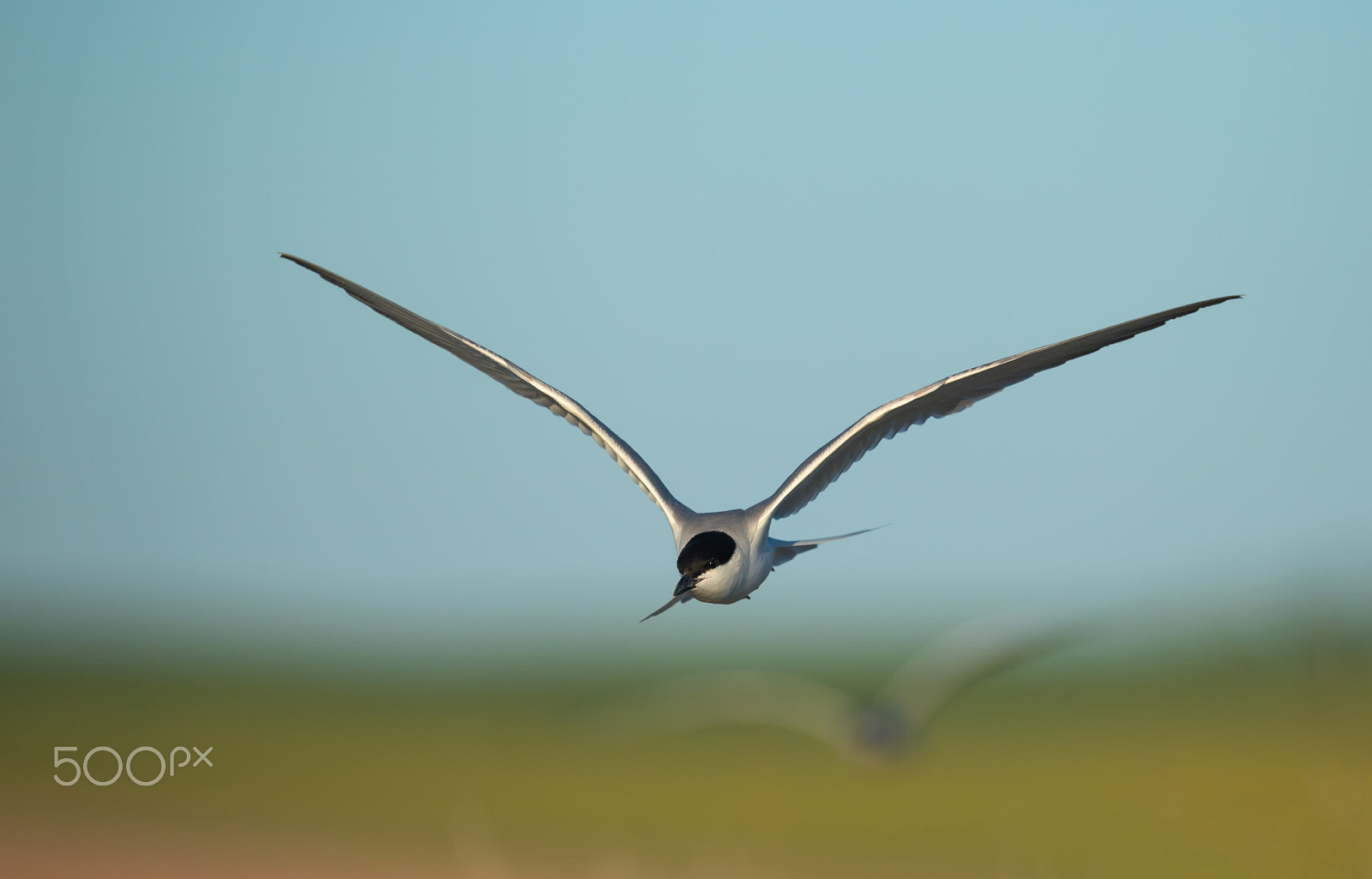 Nikon AF-S Nikkor 500mm F4E FL ED VR sample photo. Pagazas photography
