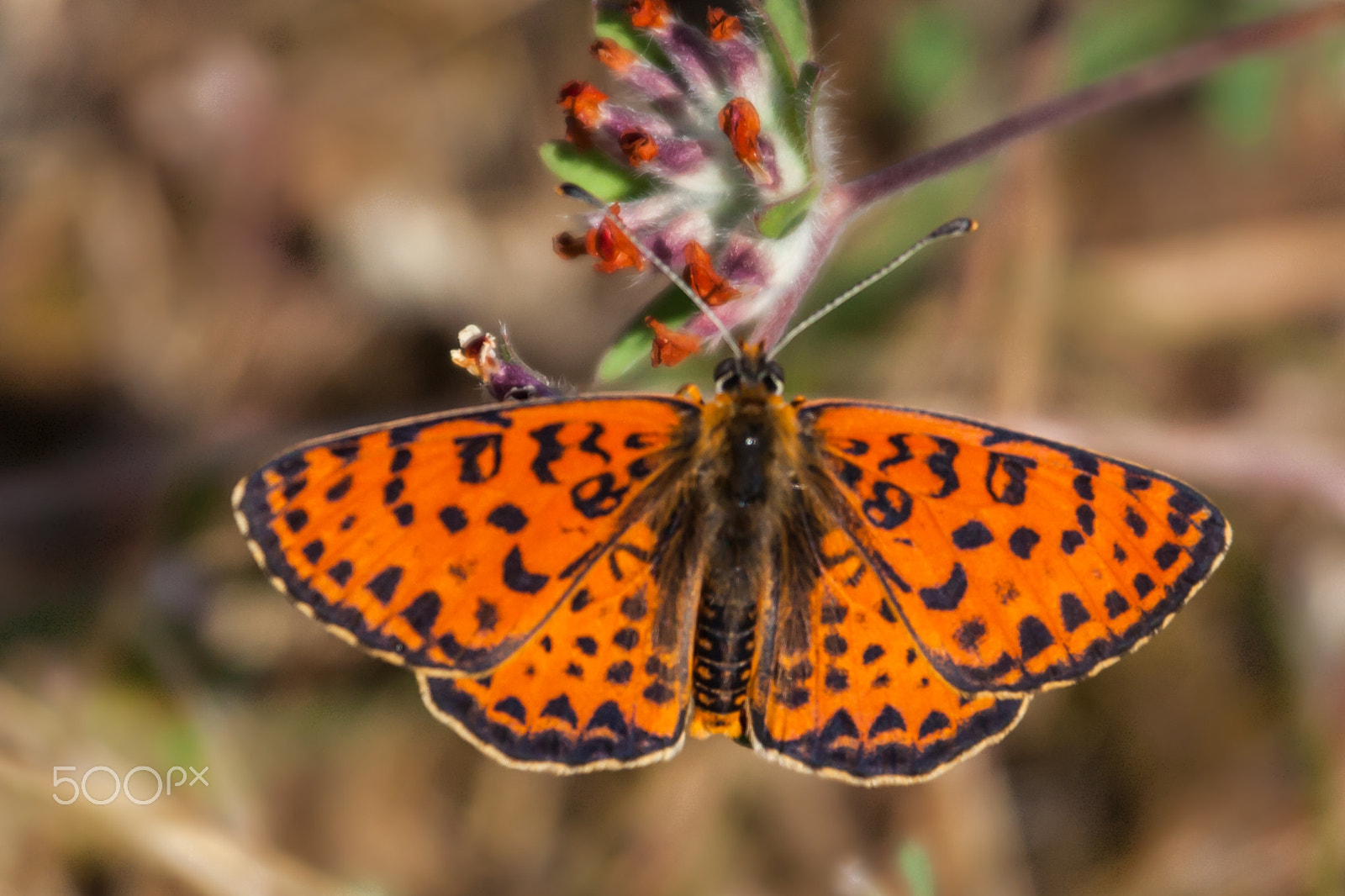 Canon EF 70-200mm F4L IS USM sample photo. Mnt olympos- butterfly photography