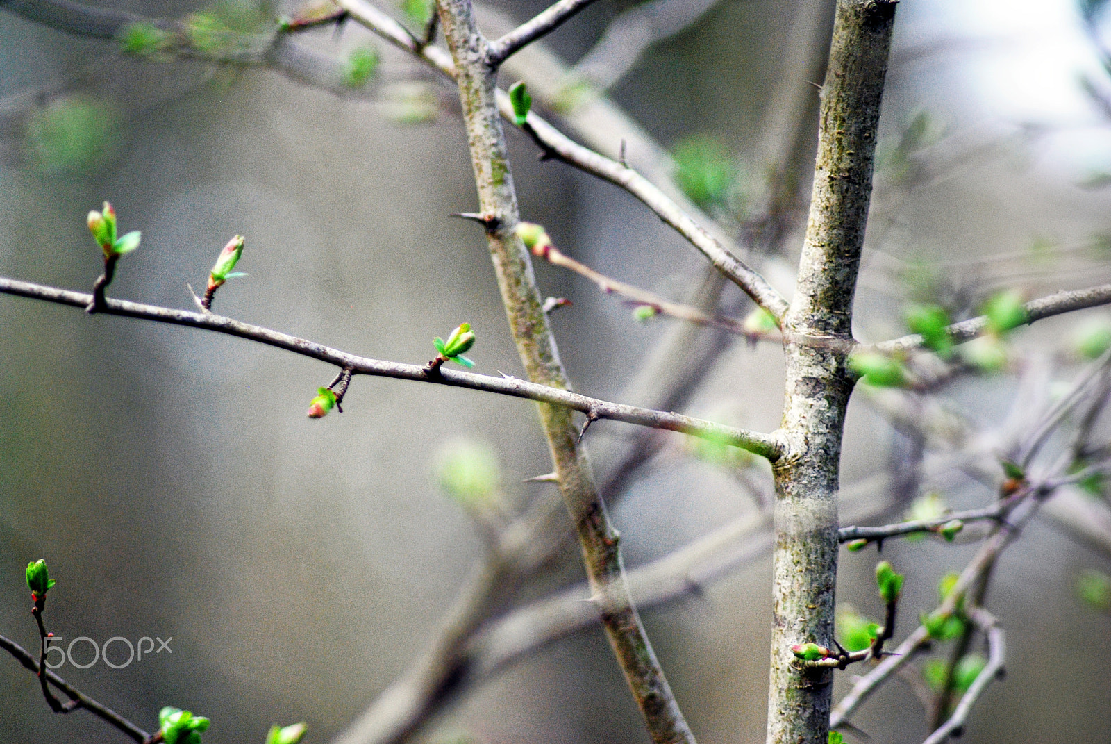 Nikon D60 sample photo. At birth photography
