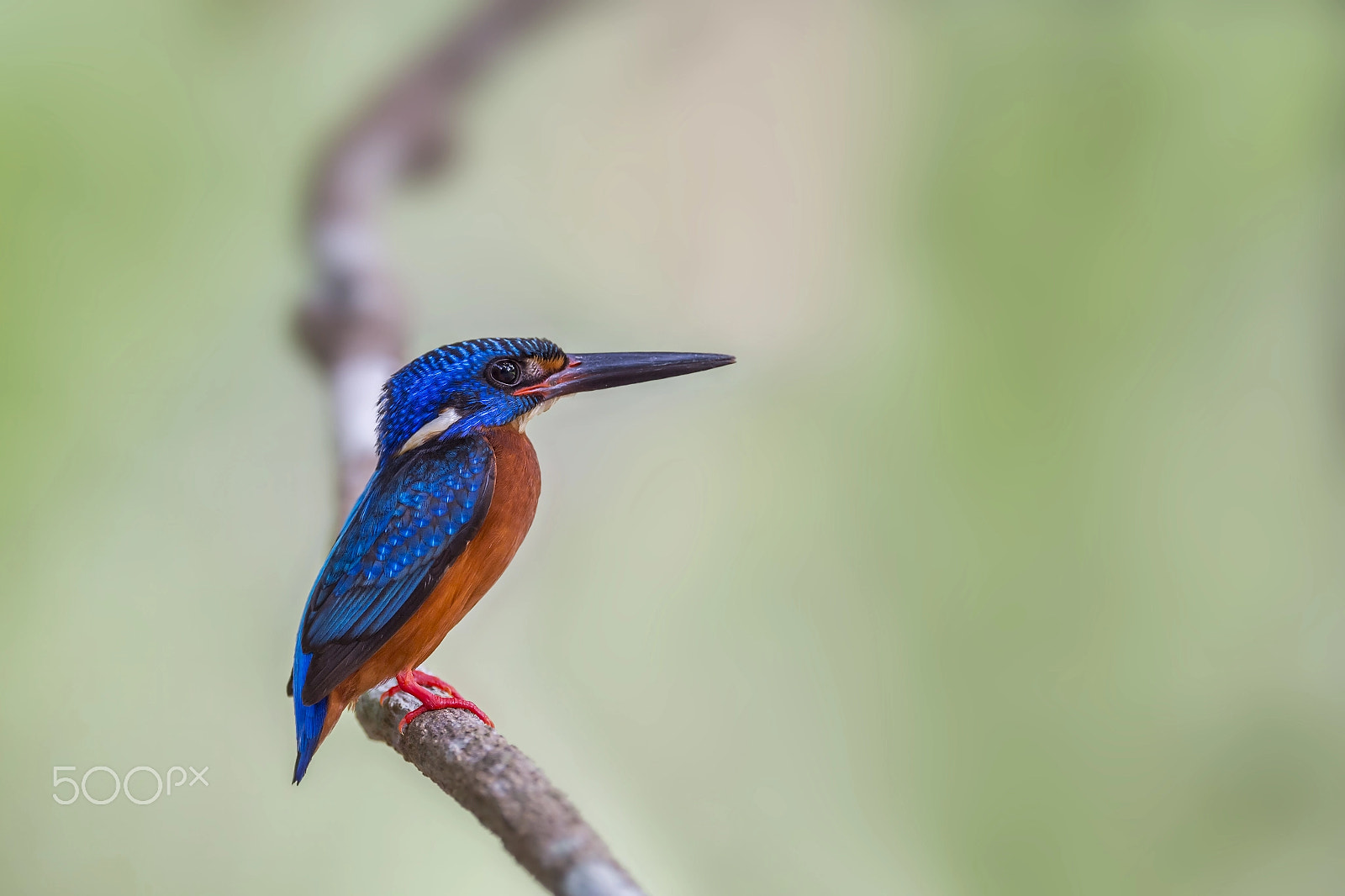 Nikon AF-S Nikkor 600mm F4E FL ED VR sample photo. Blue-eared kingfisher (m) photography