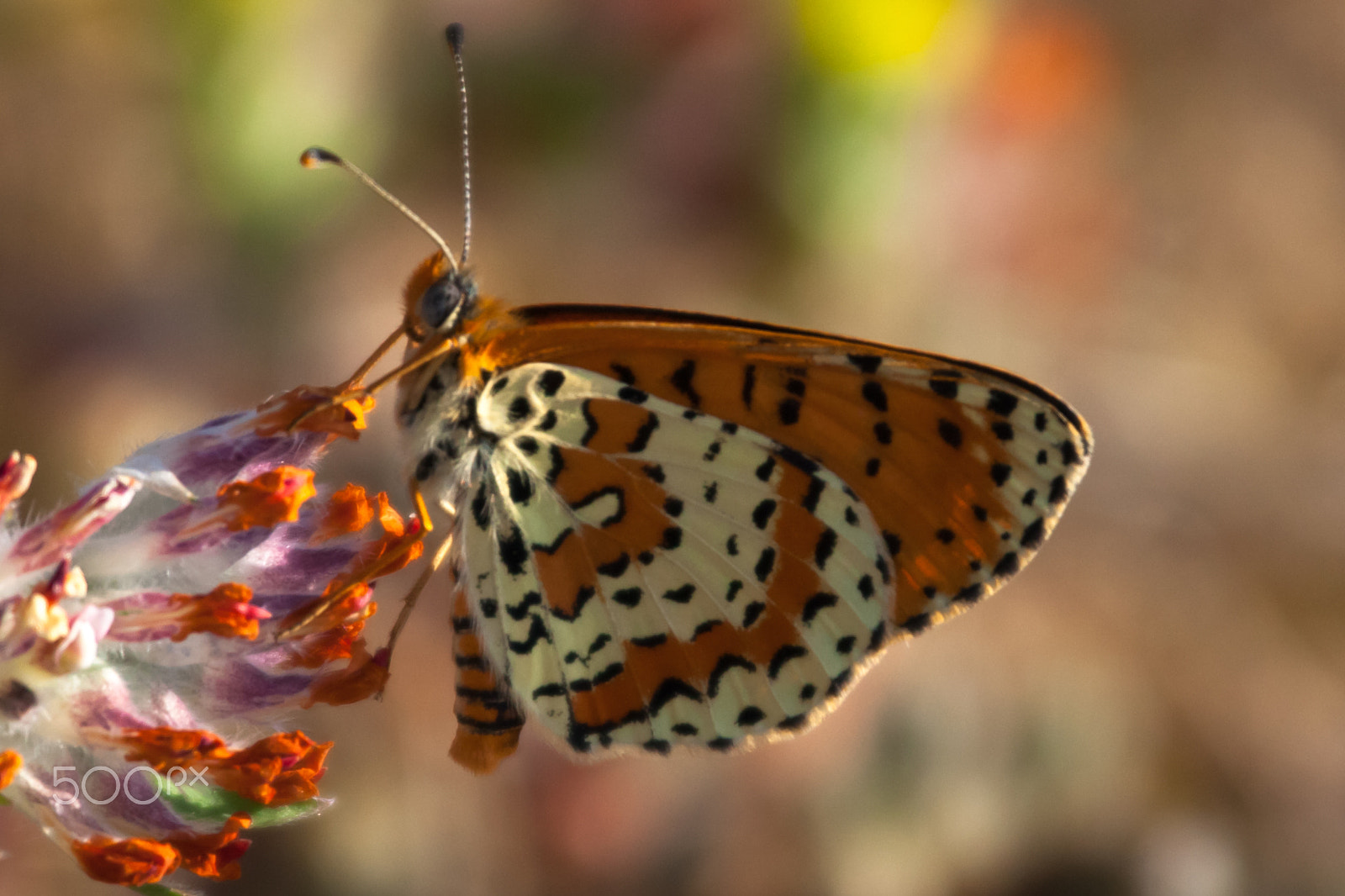 Canon EF 70-200mm F4L IS USM sample photo. Mnt olympos- butterfly photography