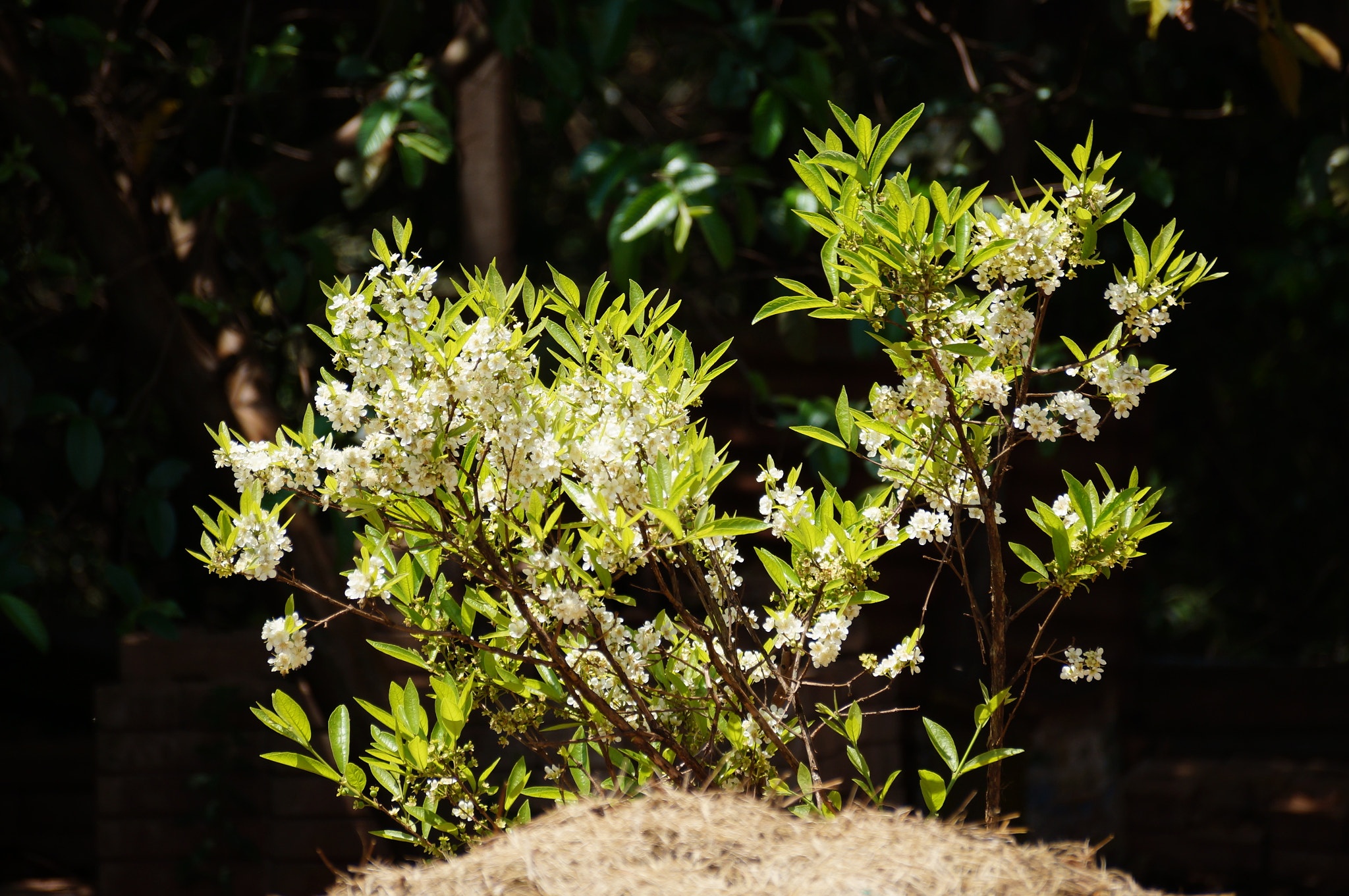 Sony SLT-A37 sample photo. Gabiroba tree in bloom photography