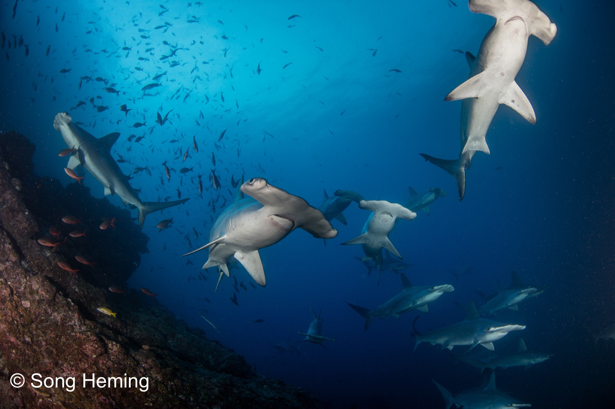 Canon EF 8-15mm F4L Fisheye USM sample photo. Schooling hammerhead shark photography