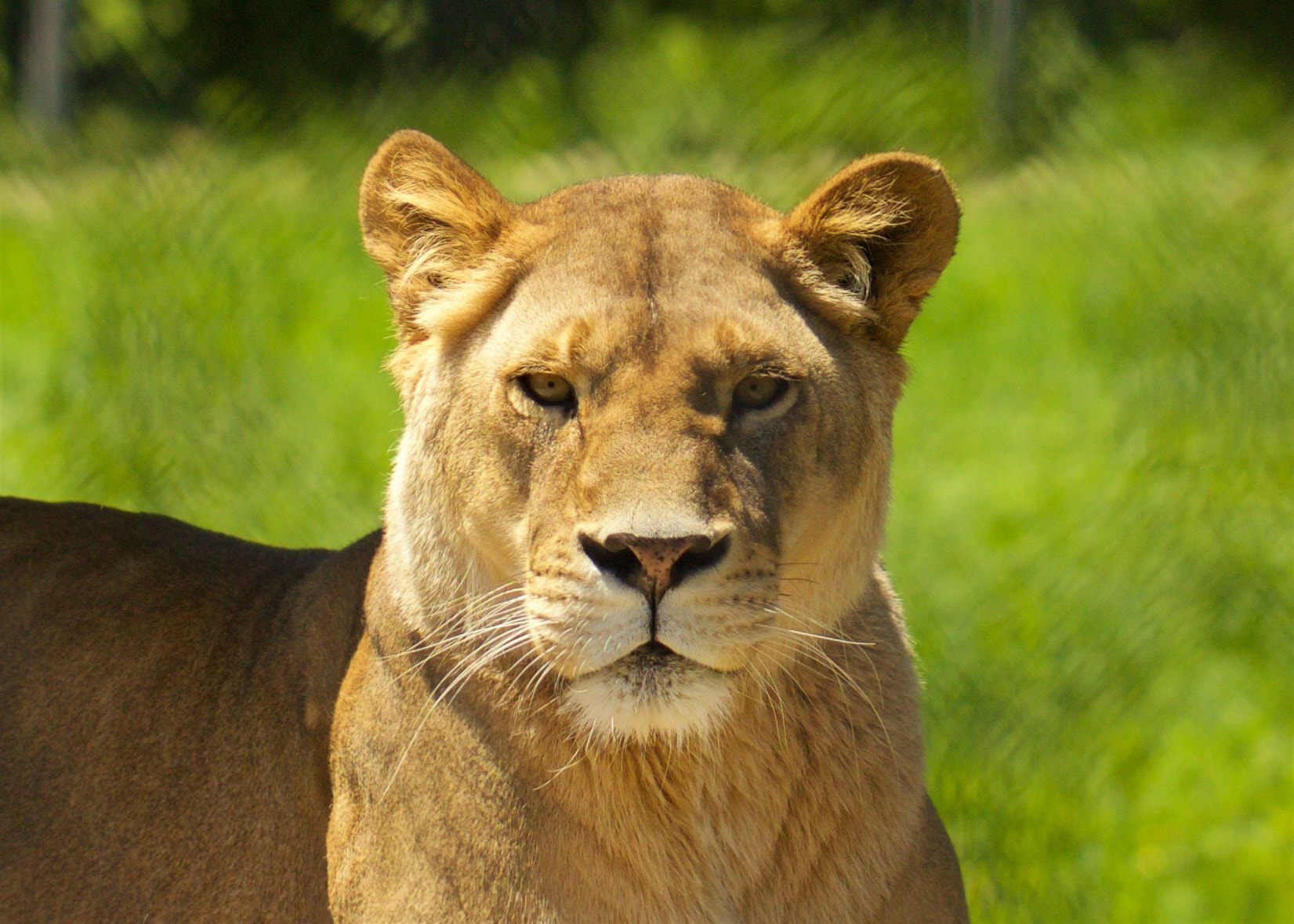 Canon EOS-1D Mark IV sample photo. Keto the lion photography