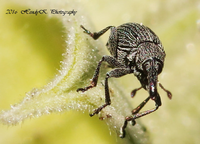 Canon 105mm sample photo. Stripped beetle photography