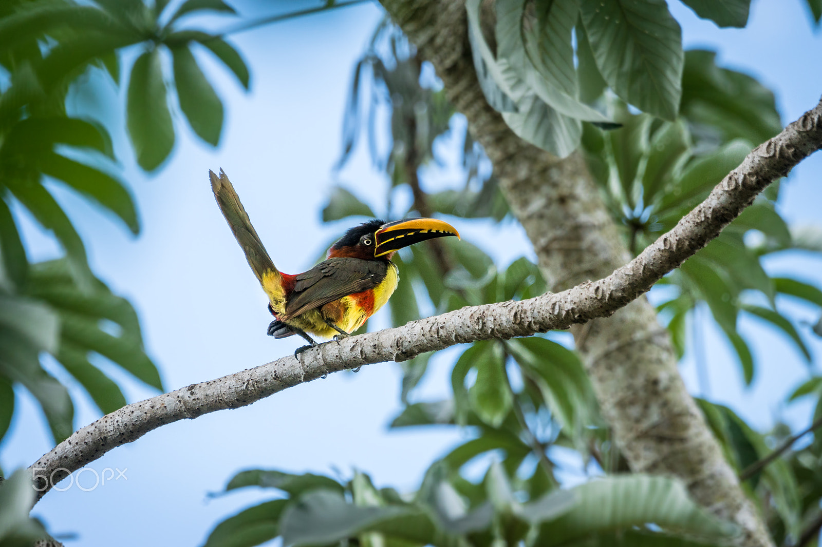 Sony ILCA-77M2 + Sony 70-400mm F4-5.6 G SSM sample photo. Chestnut-eared aracari photography