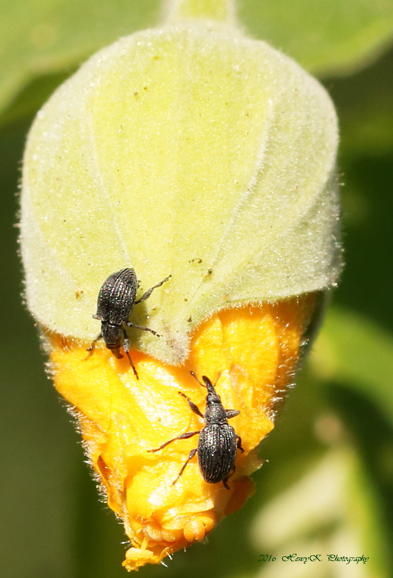Canon 105mm sample photo. Meeting each other photography