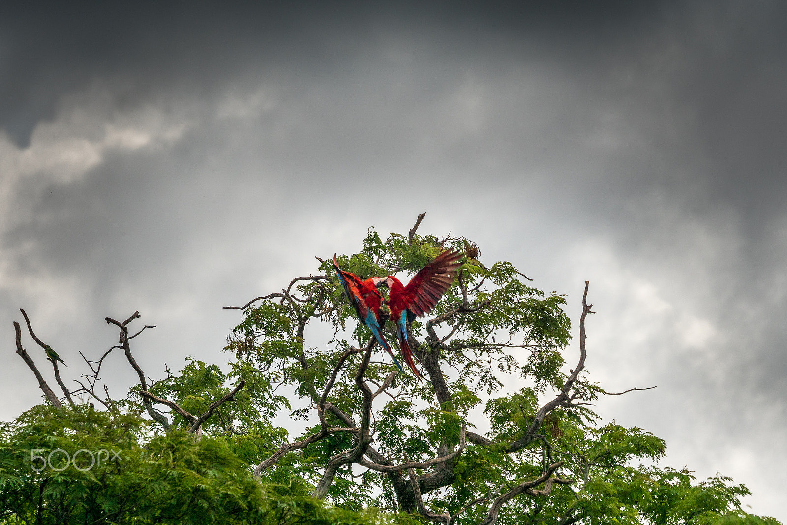 Sony ILCA-77M2 + Sony 70-400mm F4-5.6 G SSM sample photo. Macaw fight photography