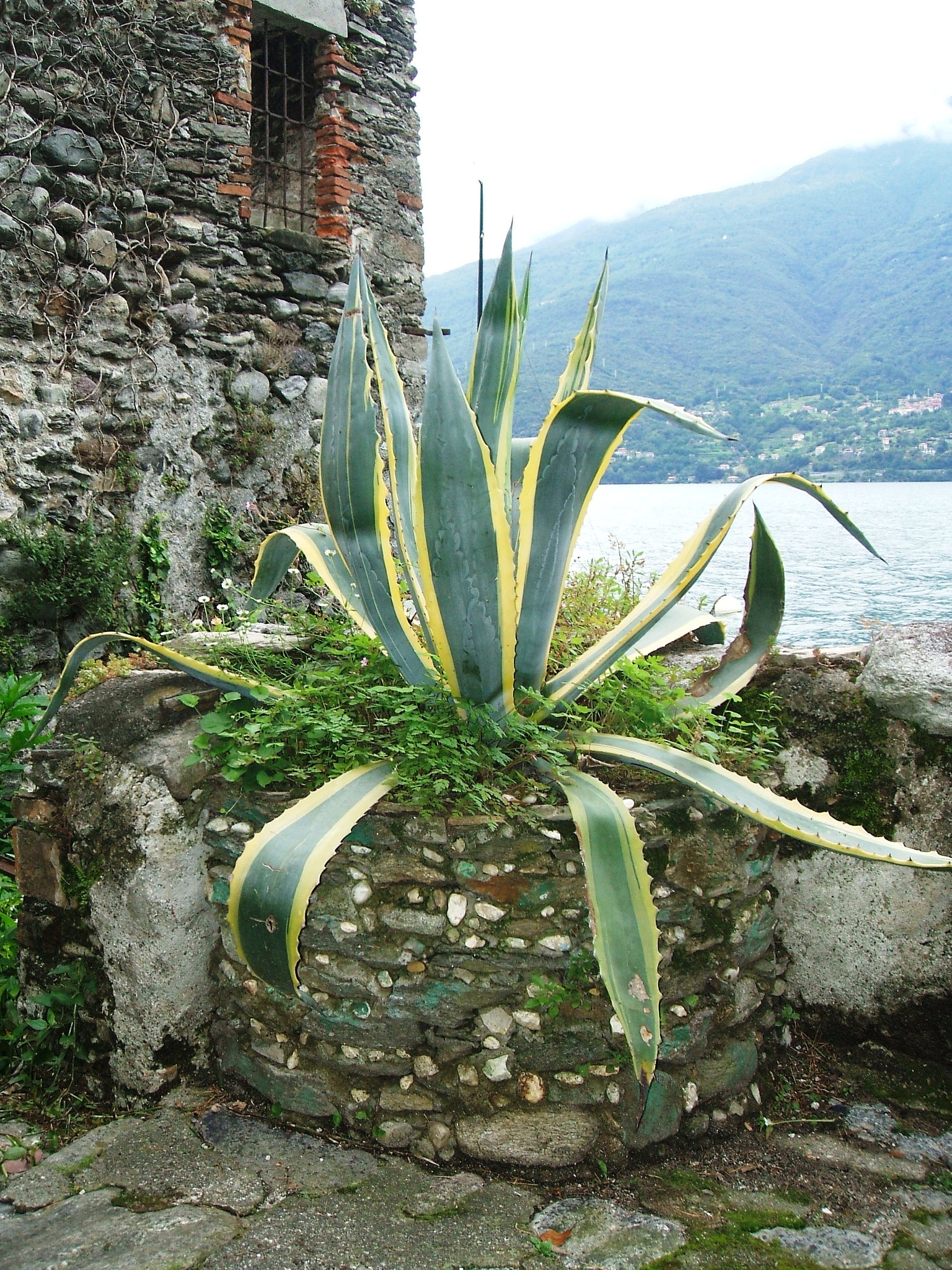 Fujifilm FinePix A500 sample photo. Agave vista lago photography