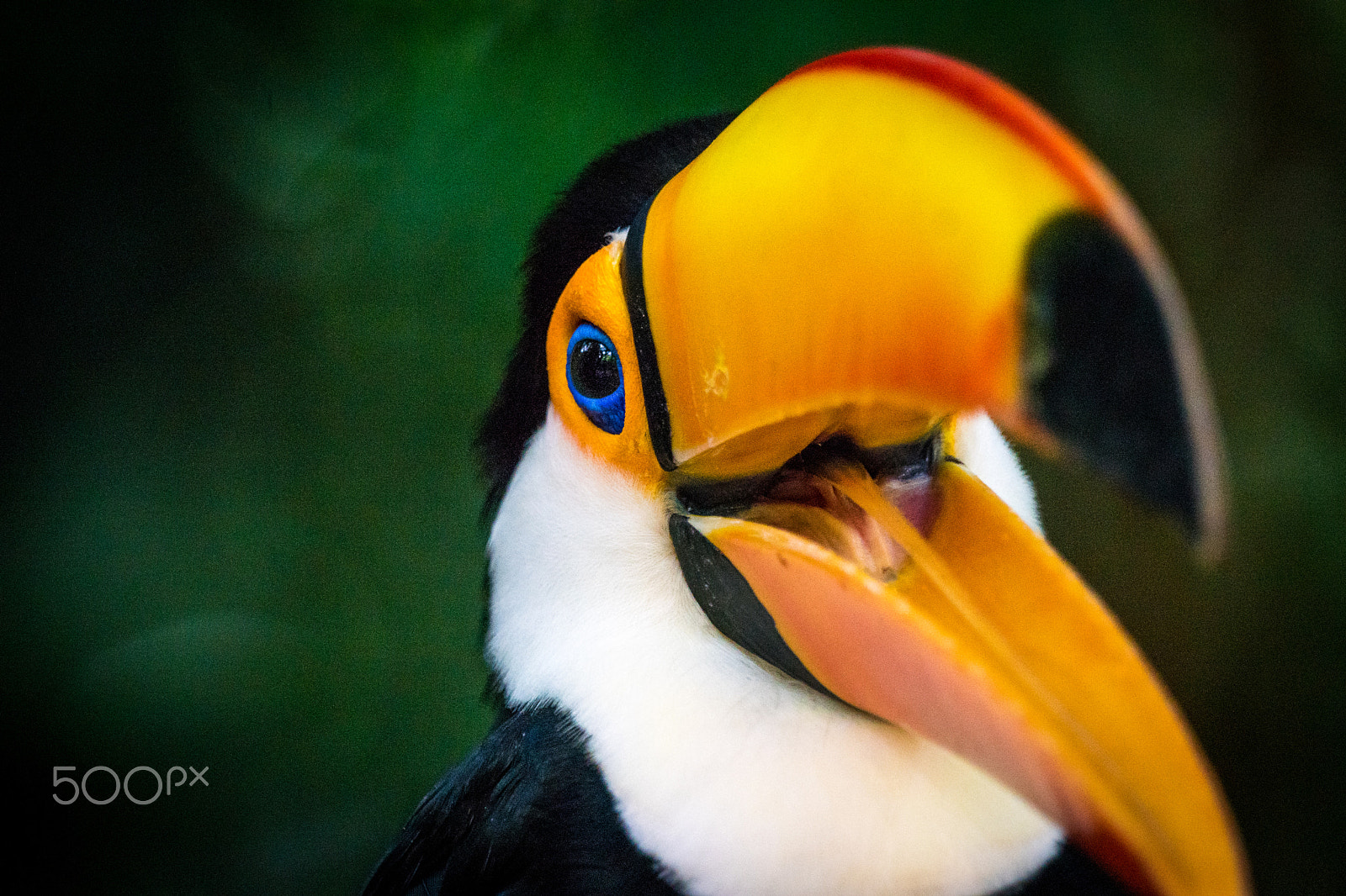 Sony ILCA-77M2 + Sony 70-400mm F4-5.6 G SSM sample photo. Tucano photography