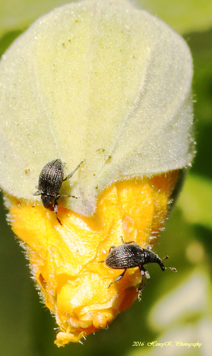 Canon 105mm sample photo. Rather going away photography
