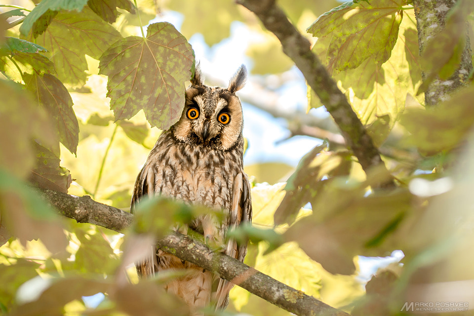 Olympus E-5 + Sigma 150mm F2.8 EX DG Macro HSM sample photo. The watcher in the tree photography