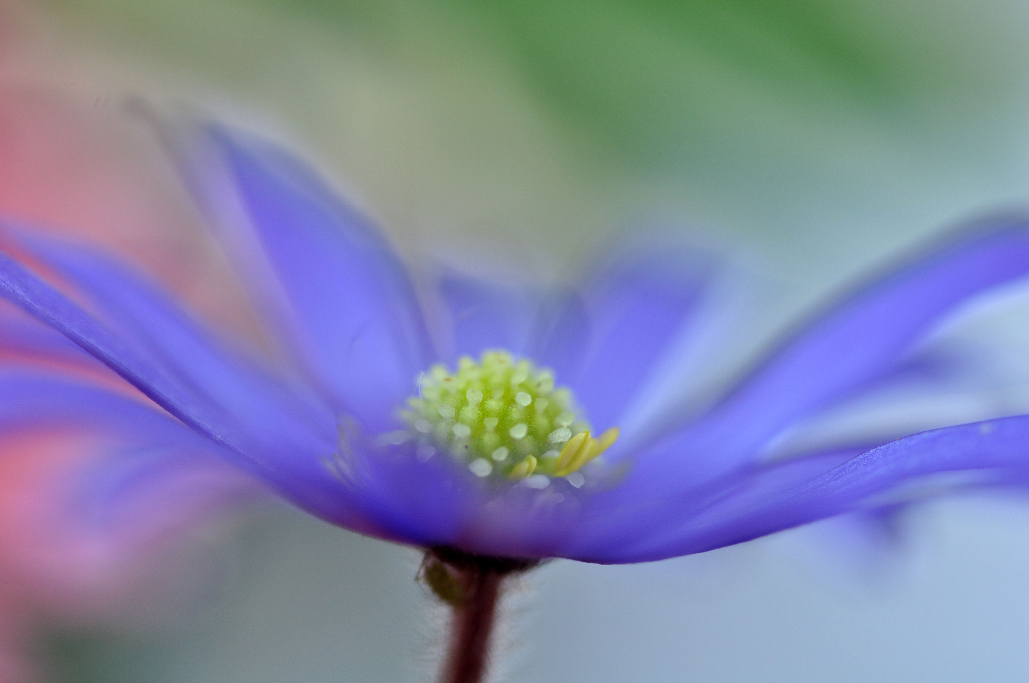 Sigma 150mm F2.8 EX DG OS Macro HSM sample photo. Summer breeze photography