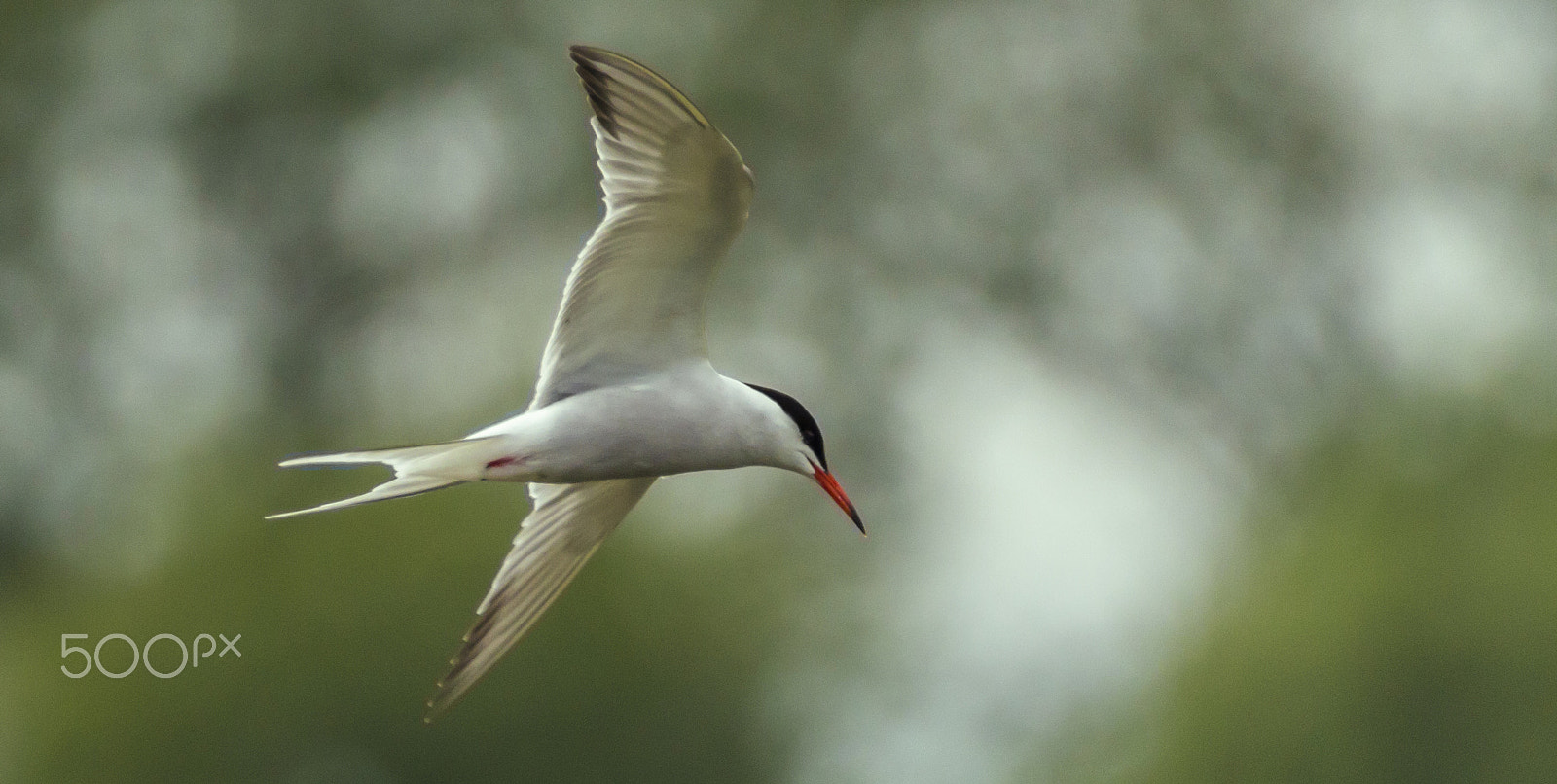 150-600mm F5-6.3 DG OS HSM | Contemporary 015 sample photo. Bird photography