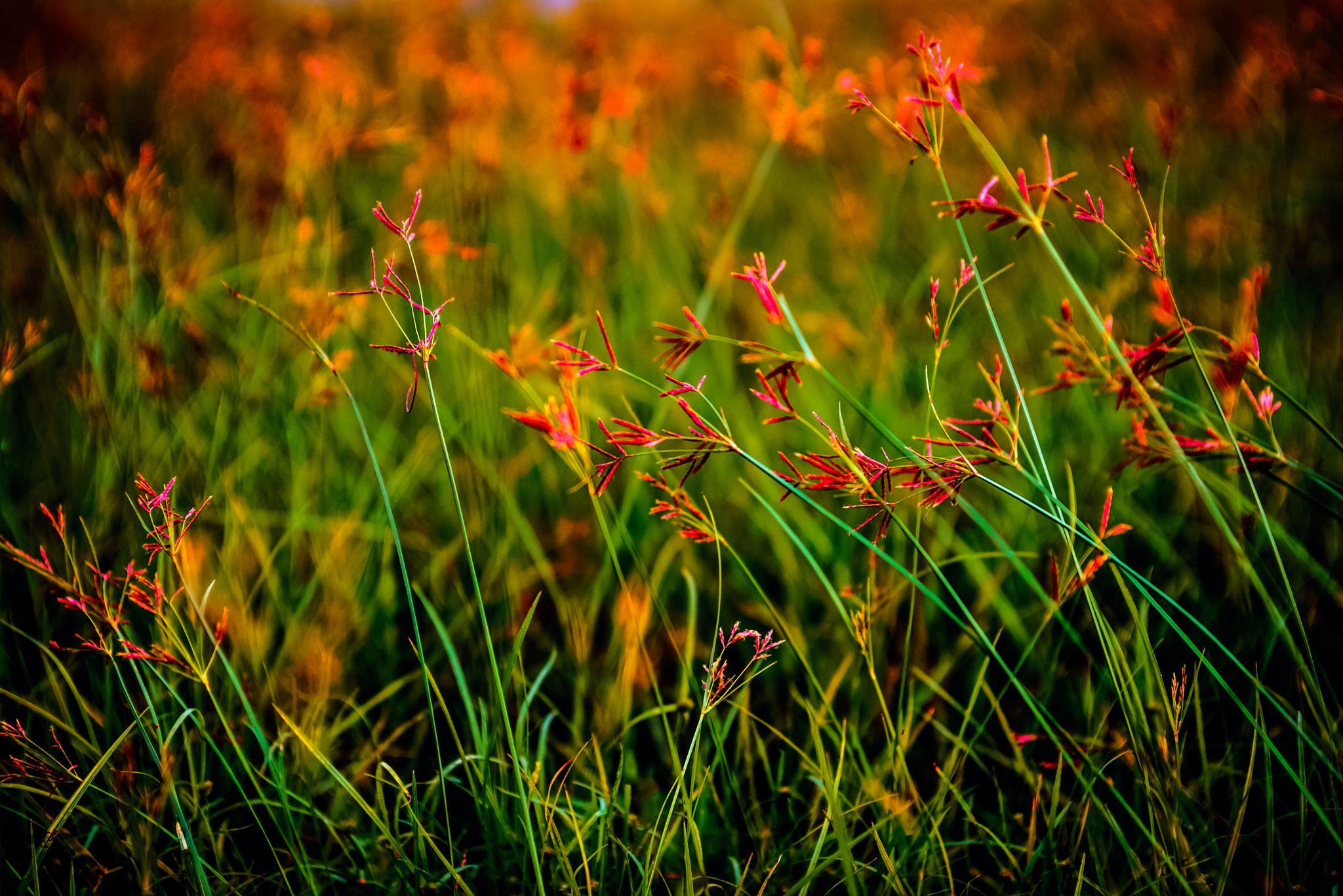 Nikon D600 + AF Zoom-Nikkor 35-70mm f/2.8D sample photo. Grass photography