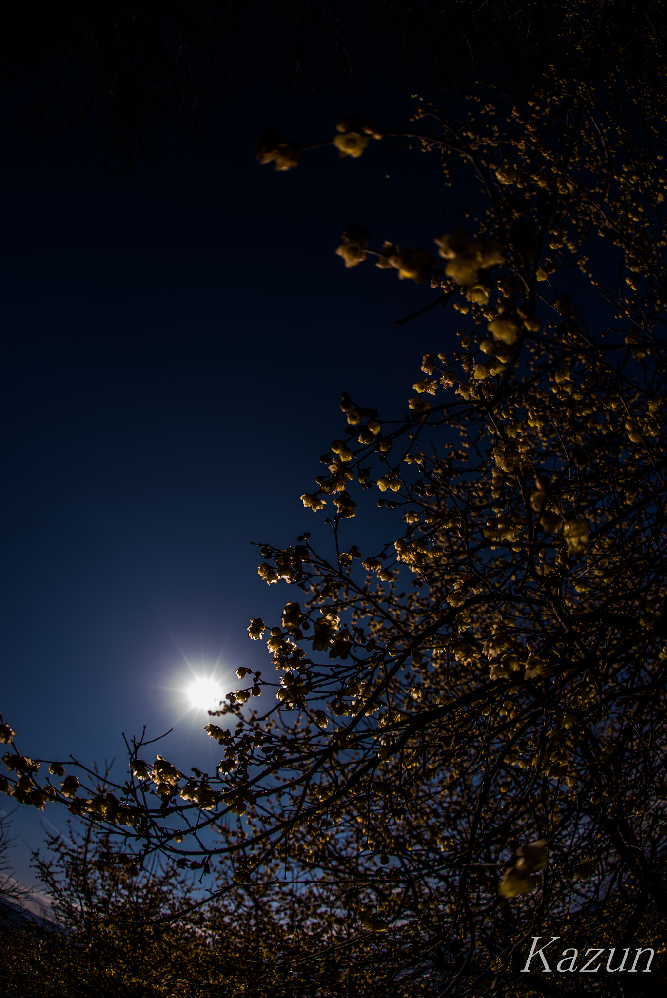 Sony a7S II + Sony 16mm F2.8 Fisheye sample photo. Winter sweet photography