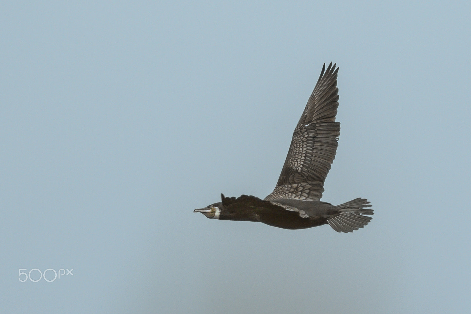 150-600mm F5-6.3 DG OS HSM | Contemporary 015 sample photo. Cormorant photography