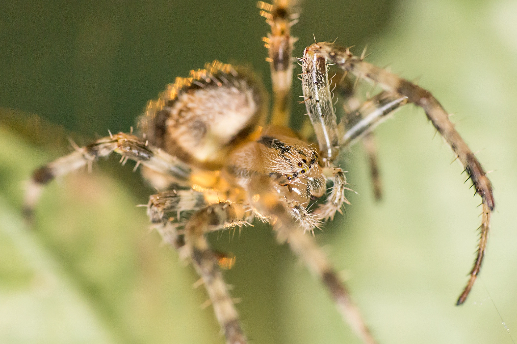Sony DT 55-200mm F4-5.6 SAM sample photo. Cross spider photography