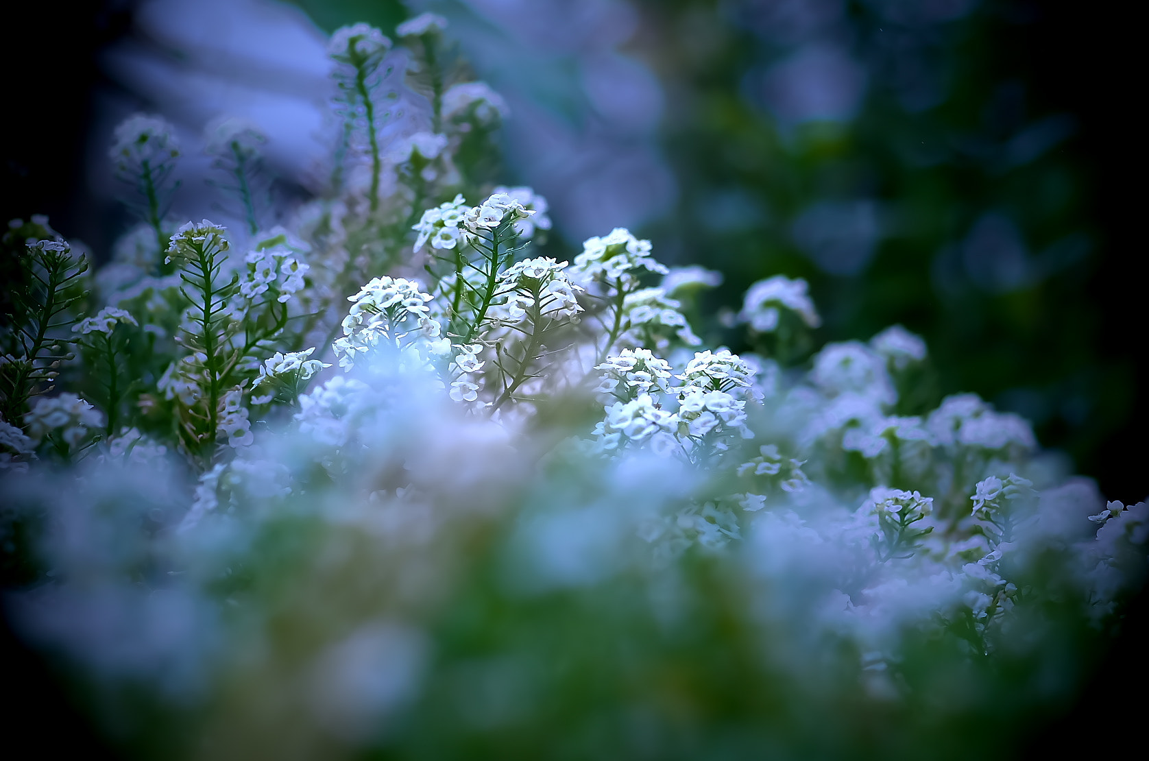 Pentax smc D-FA 100mm F2.8 Macro WR sample photo. Arissamu photography