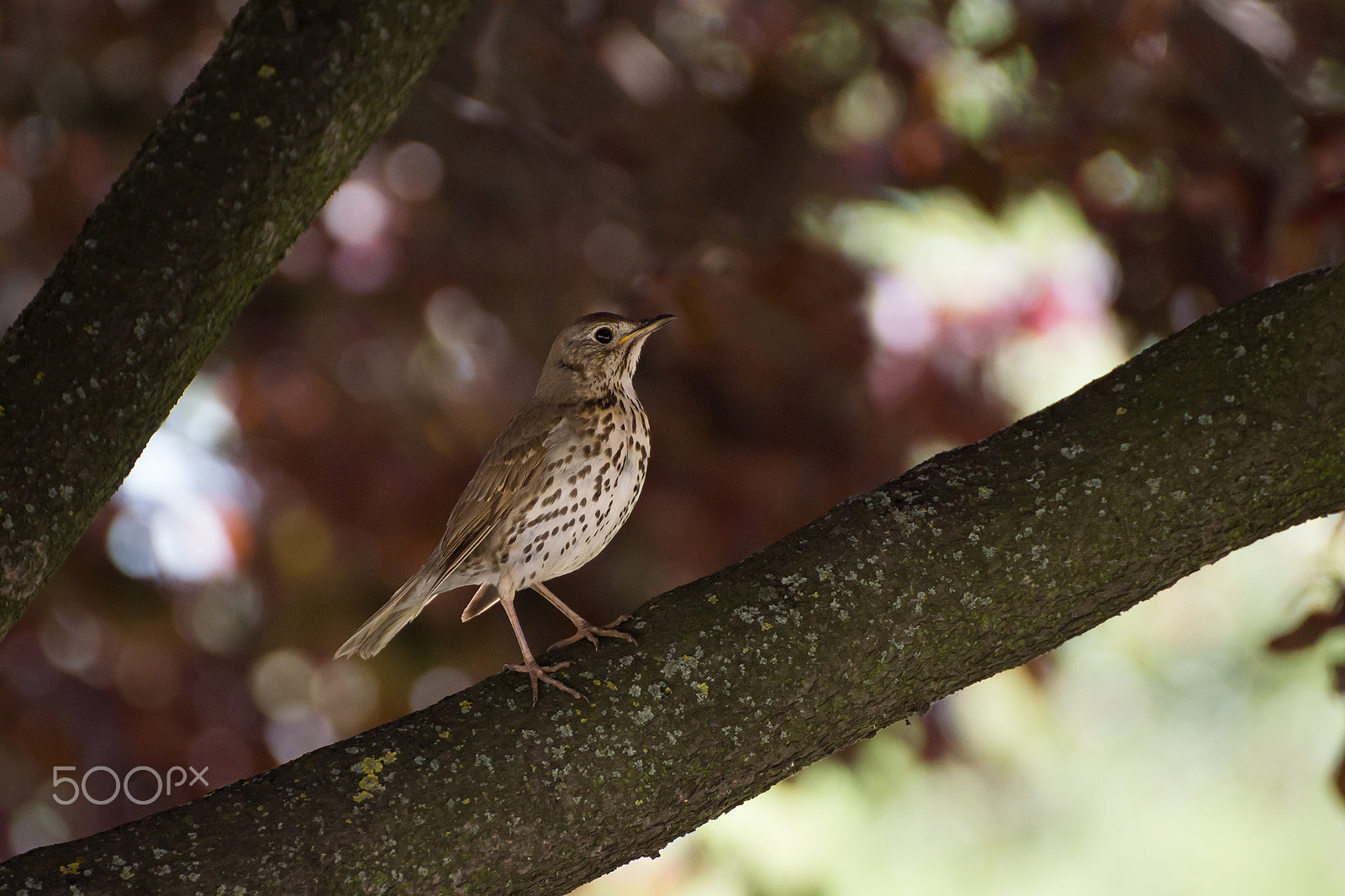 Tamron SP 70-300mm F4-5.6 Di USD sample photo. Throstle photography